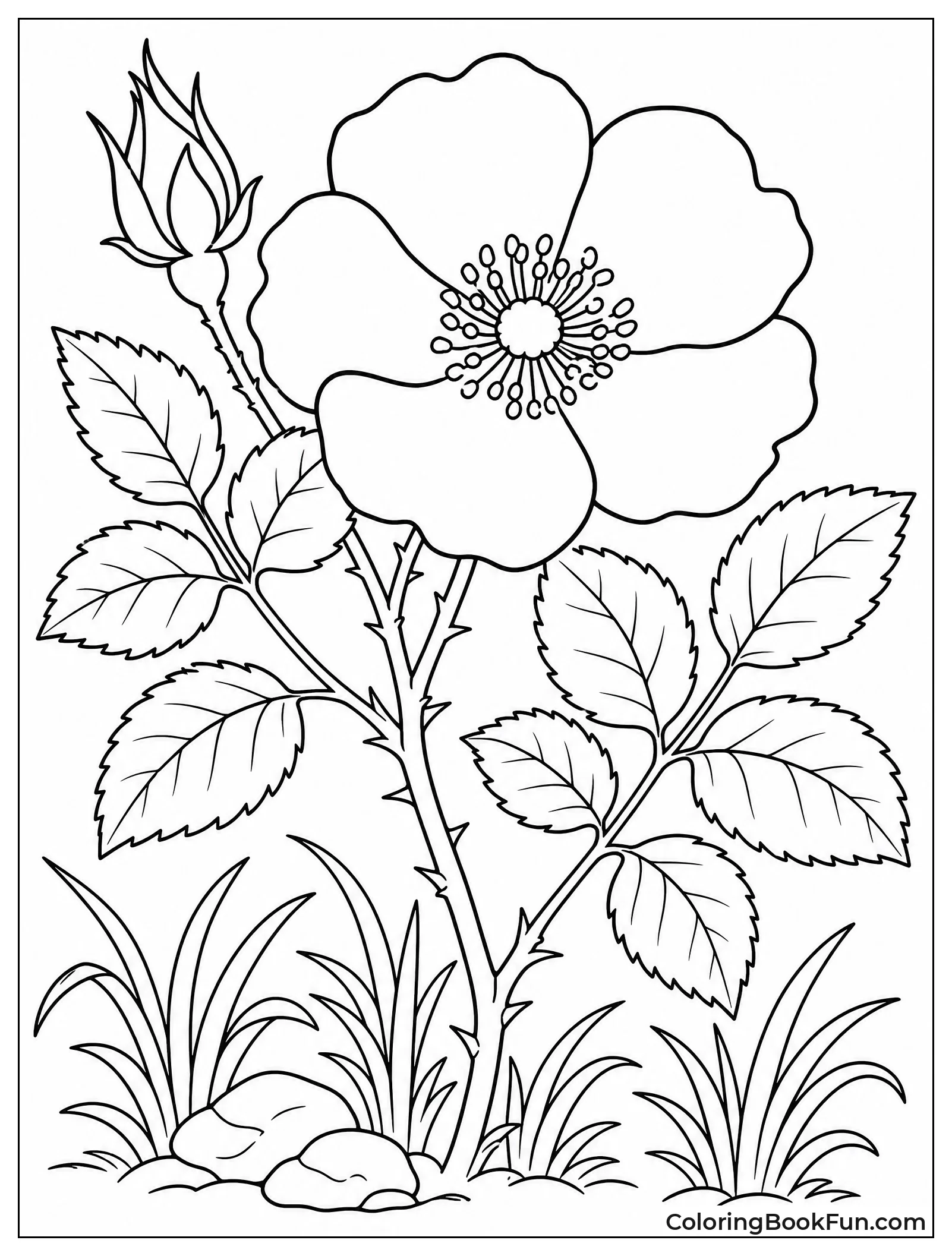 Wild Rose Growing in Meadow