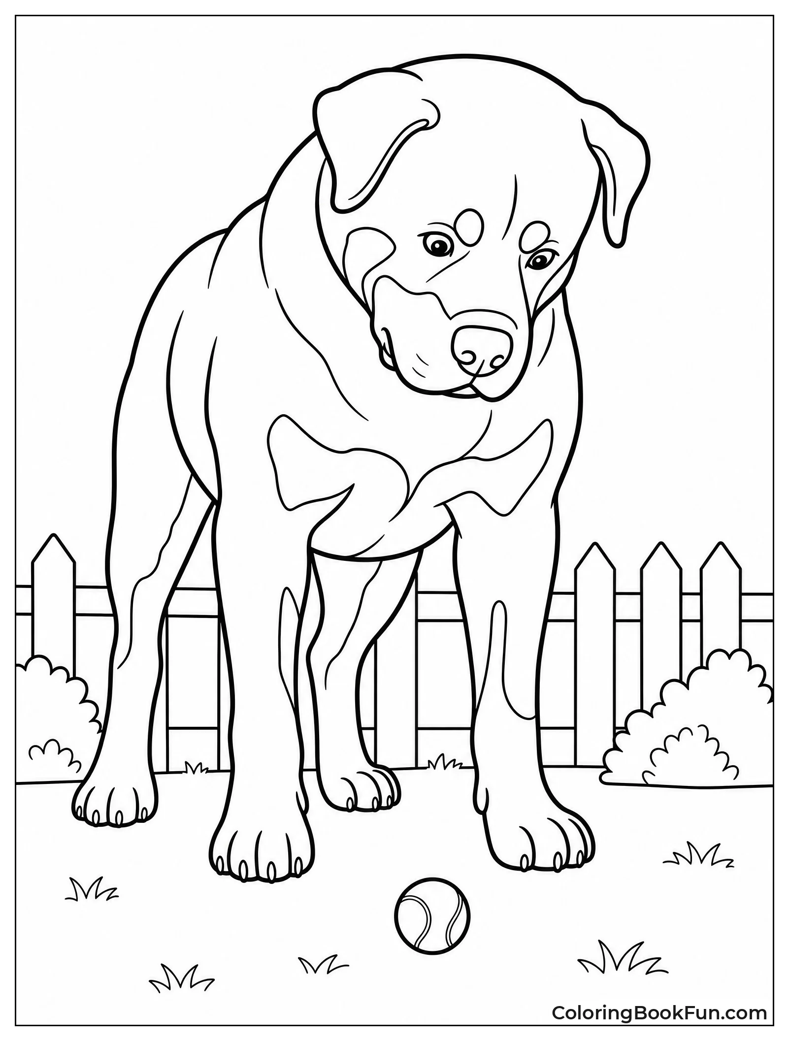 Rottweiler Looking at Tiny Tennis Ball