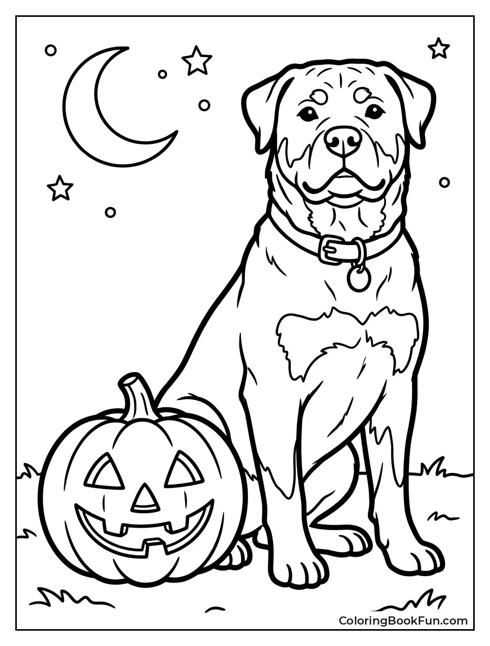 Rottweiler Sitting by Halloween Pumpkin
