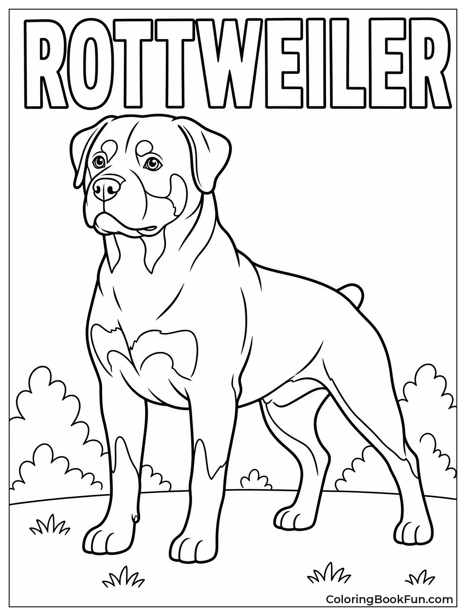 Muscular Rottweiler Standing in Show Pose