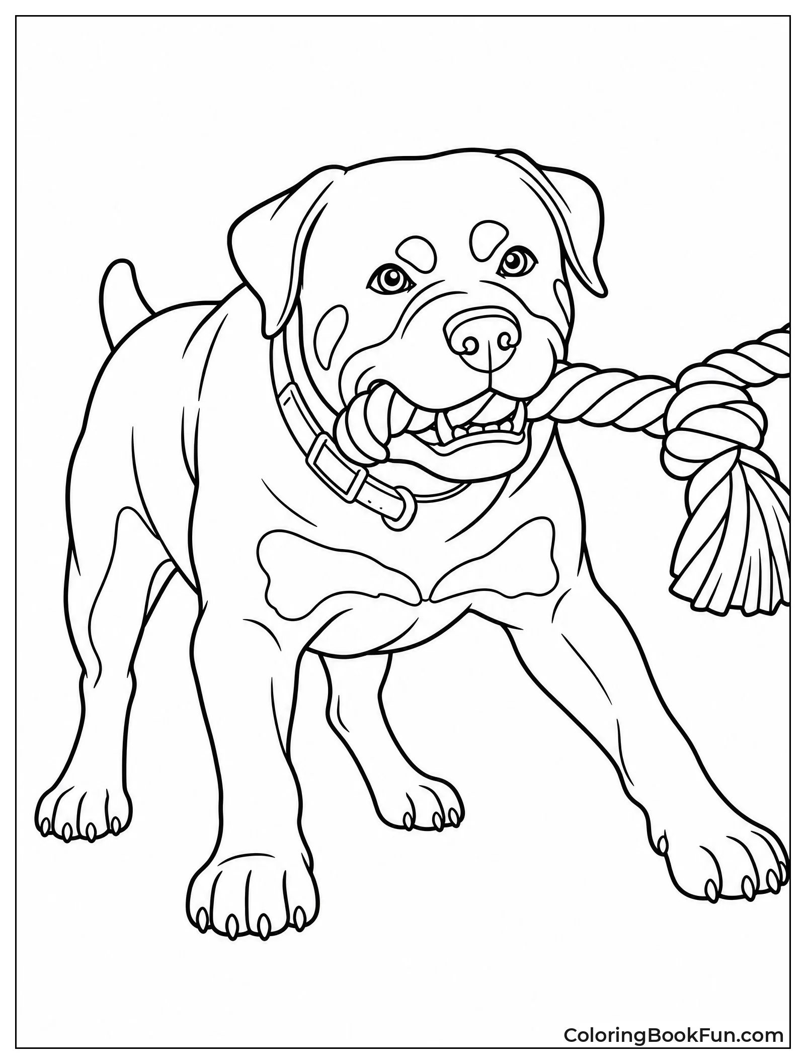 Rottweiler Pulling on Thick Rope Toy
