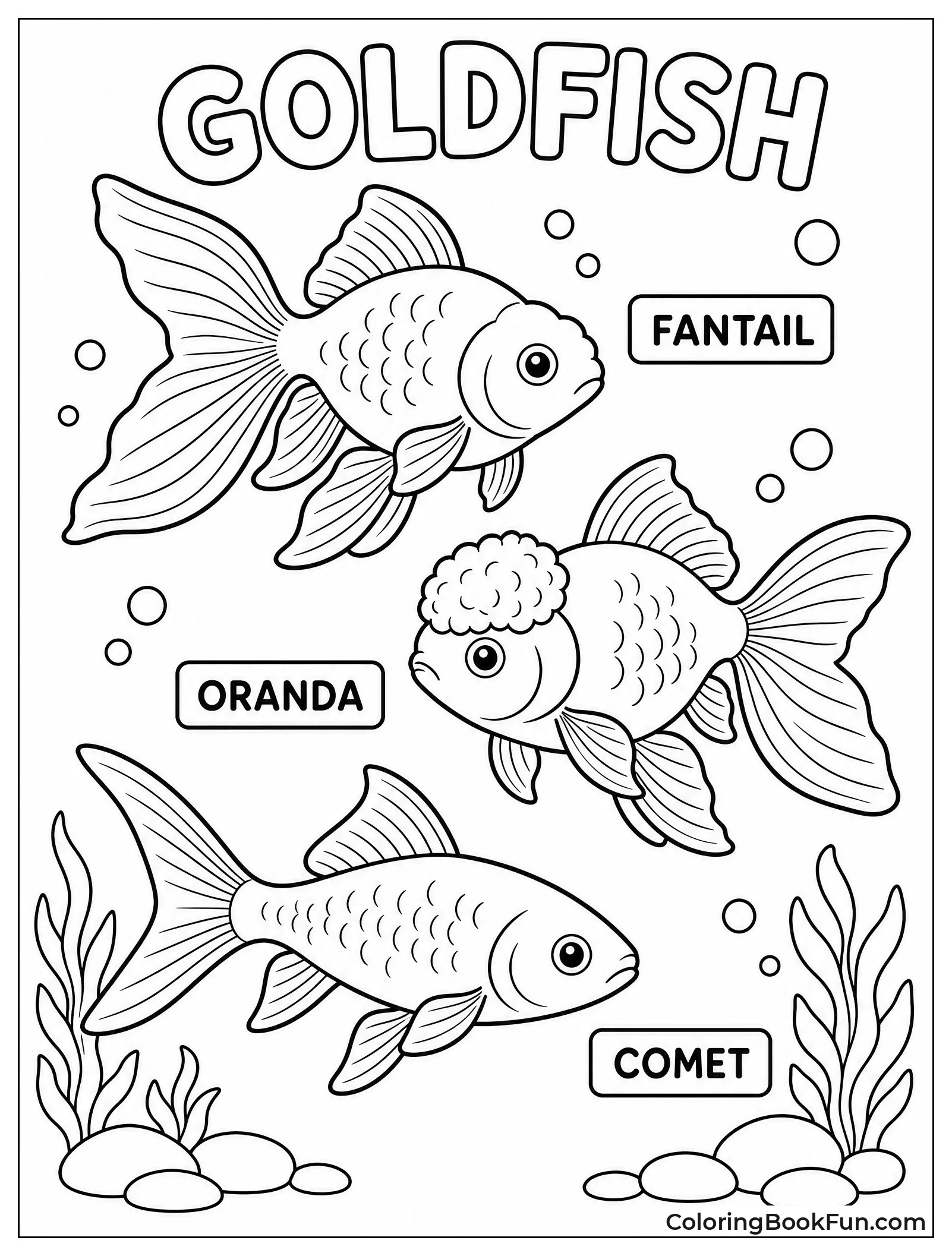 Different Goldfish Breeds Side By Side