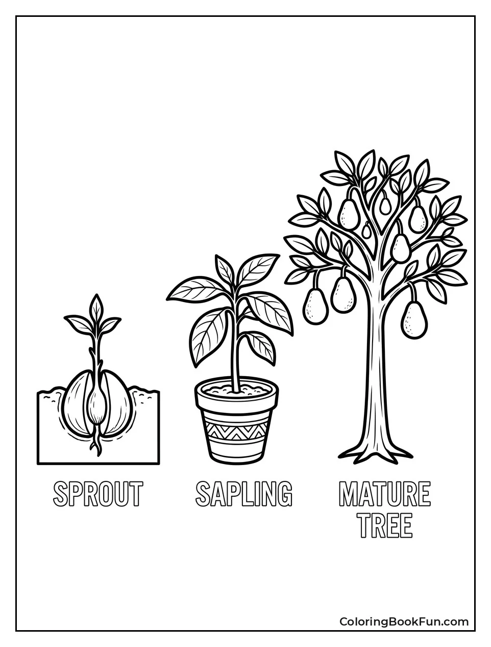 Avocado Growing from Seed to Tree