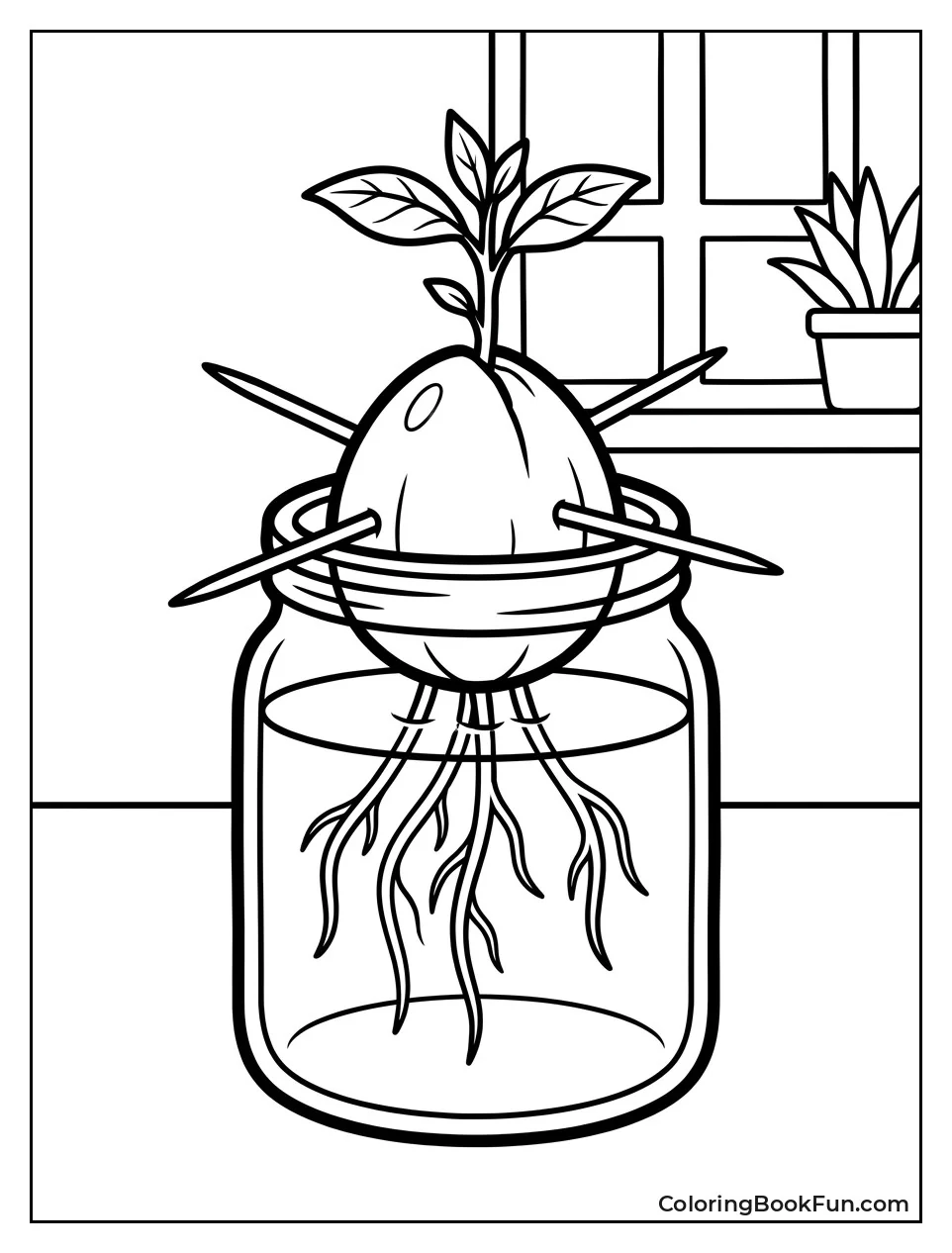 Avocado Pit Growing in Jar