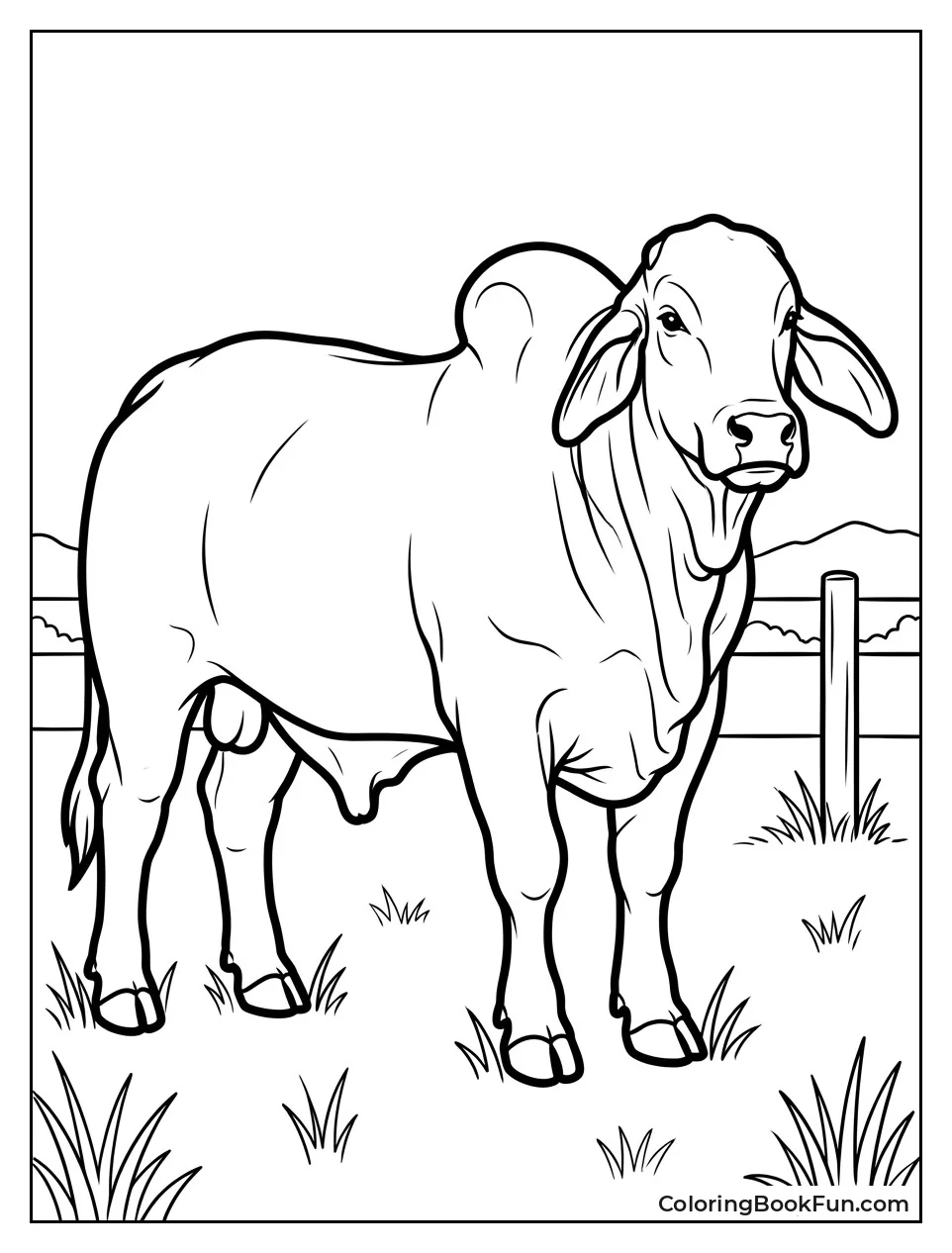 Brahman Bull Standing in Pasture