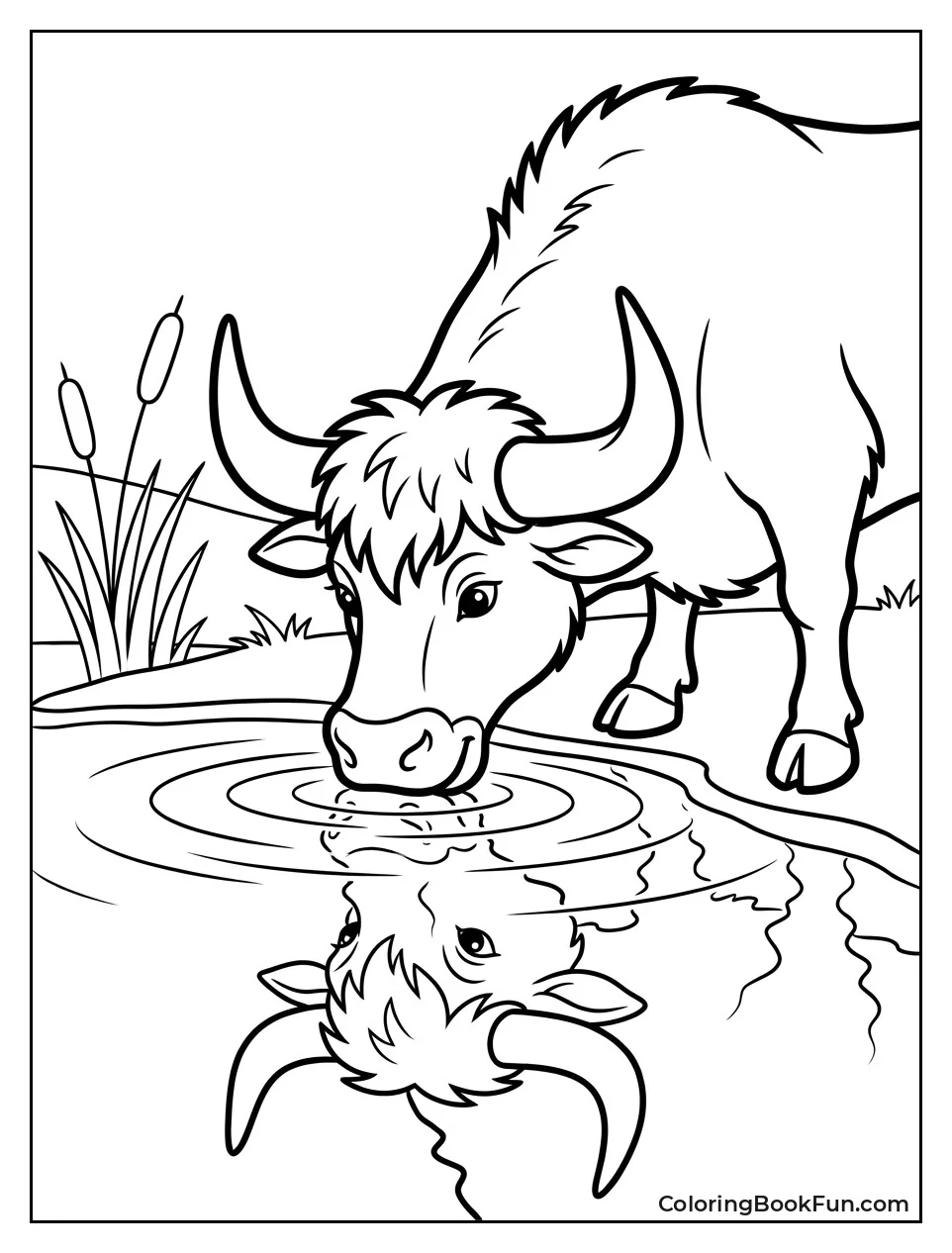 Bull Drinking From Pond