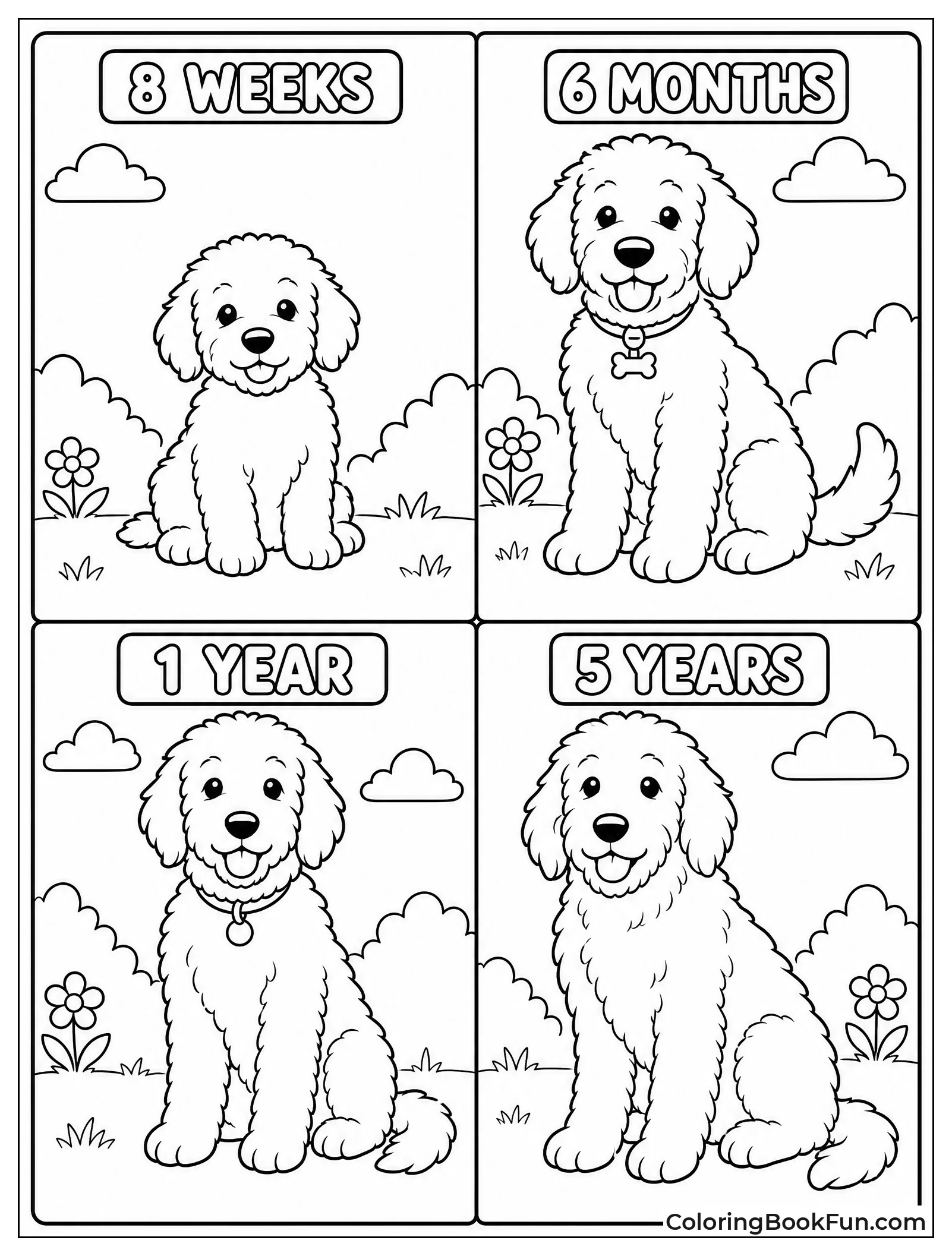 Goldendoodle at Four Different Ages