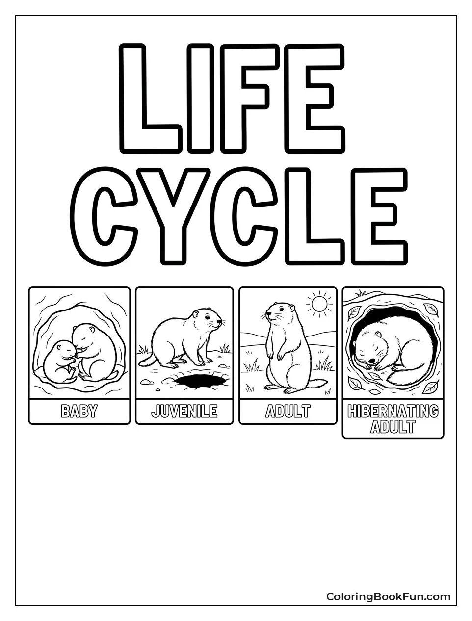 Groundhog Life Cycle in Four Panels