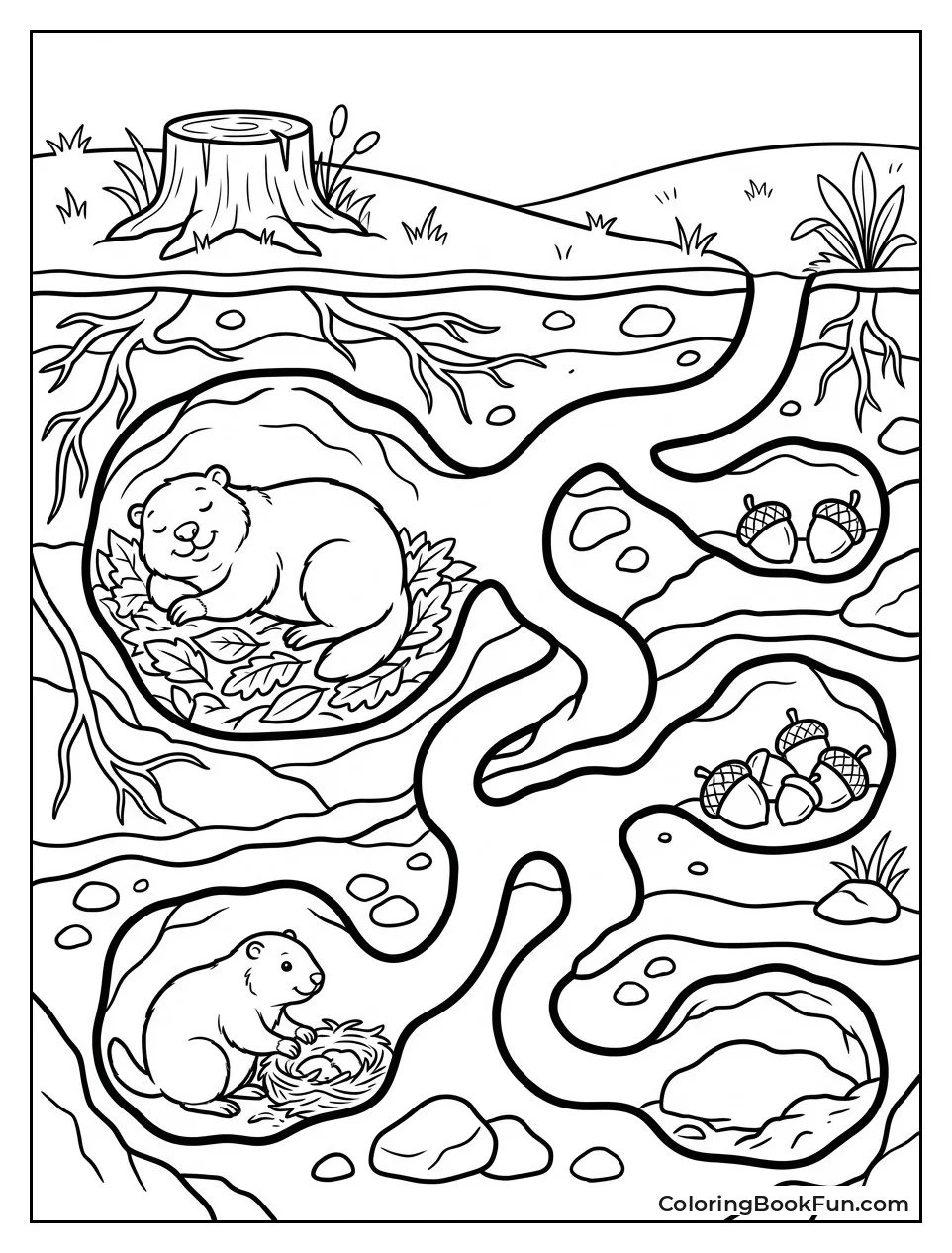 Cross-section of Underground Burrow