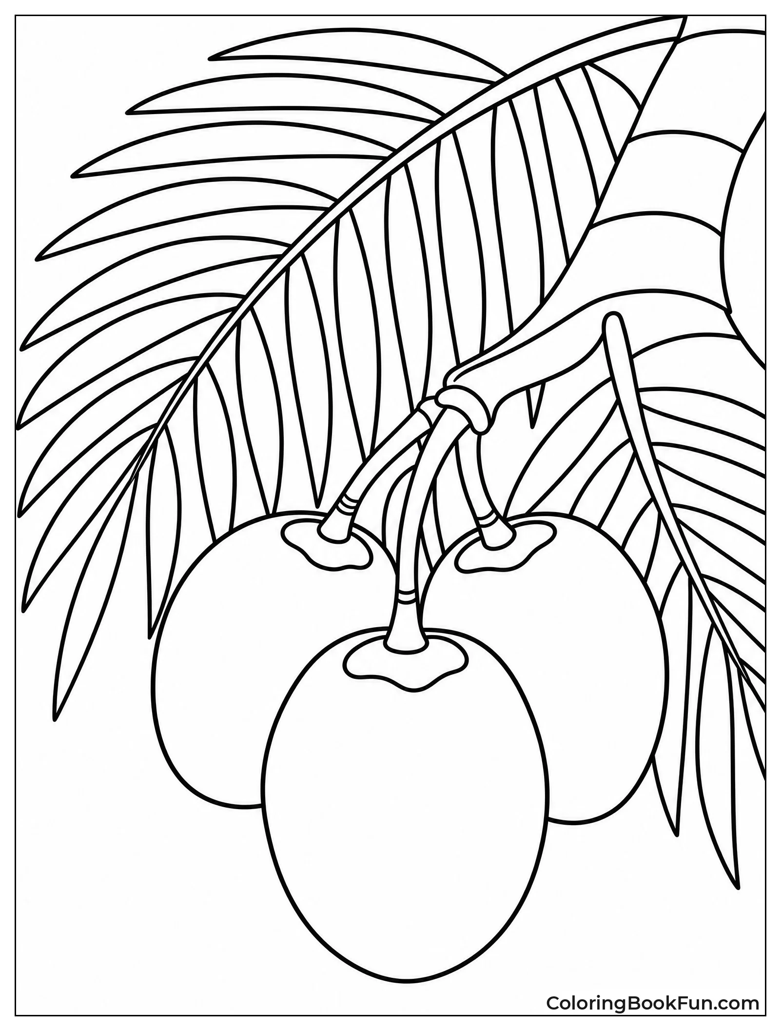 Coconuts Dangle from Palm Tree