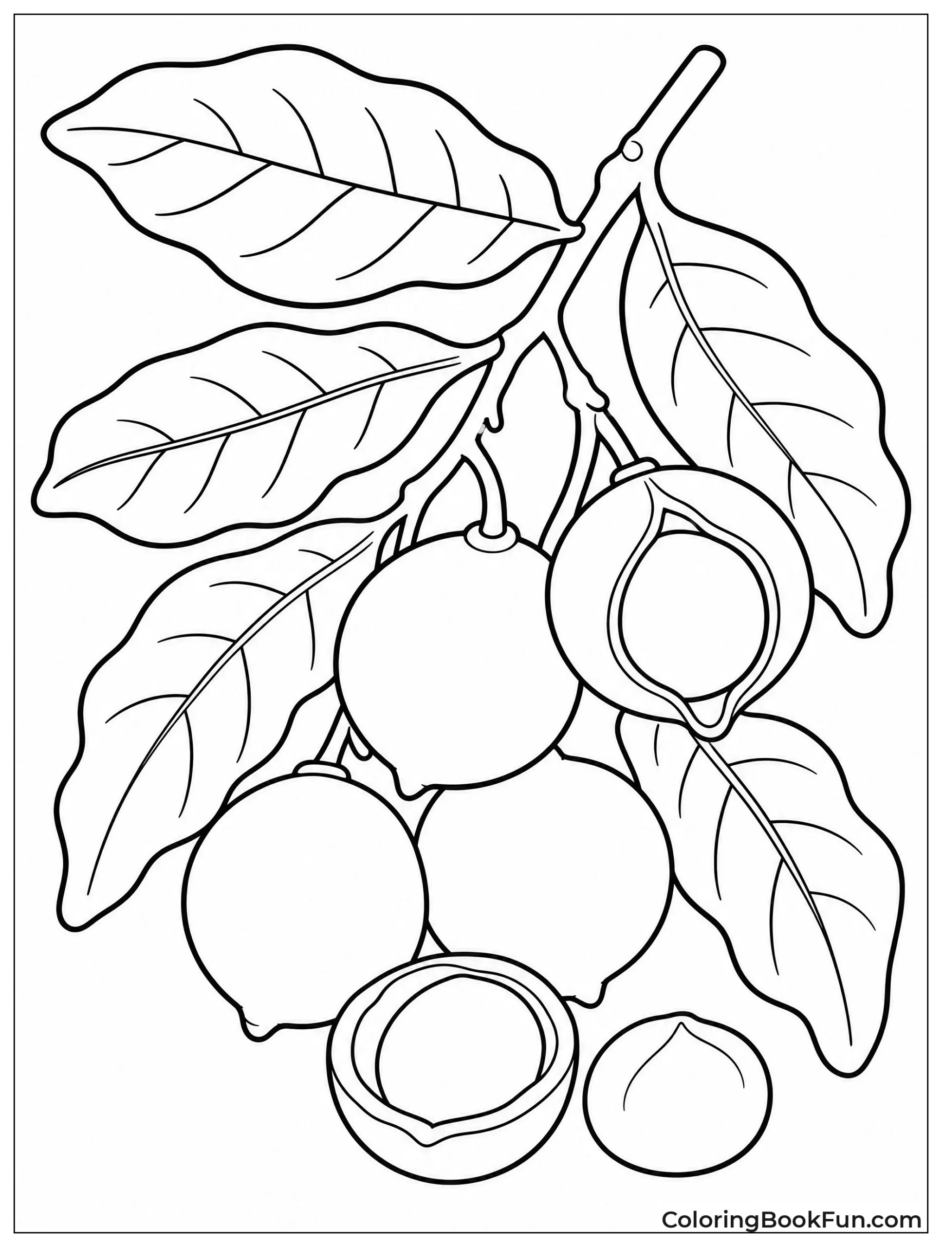 Nuts Grow on Macadamia Branch