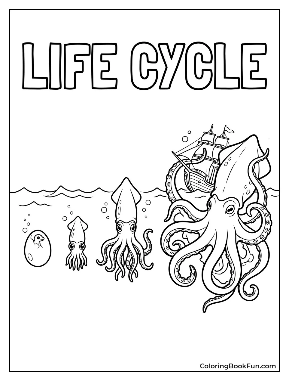 Kraken Life Cycle Stages