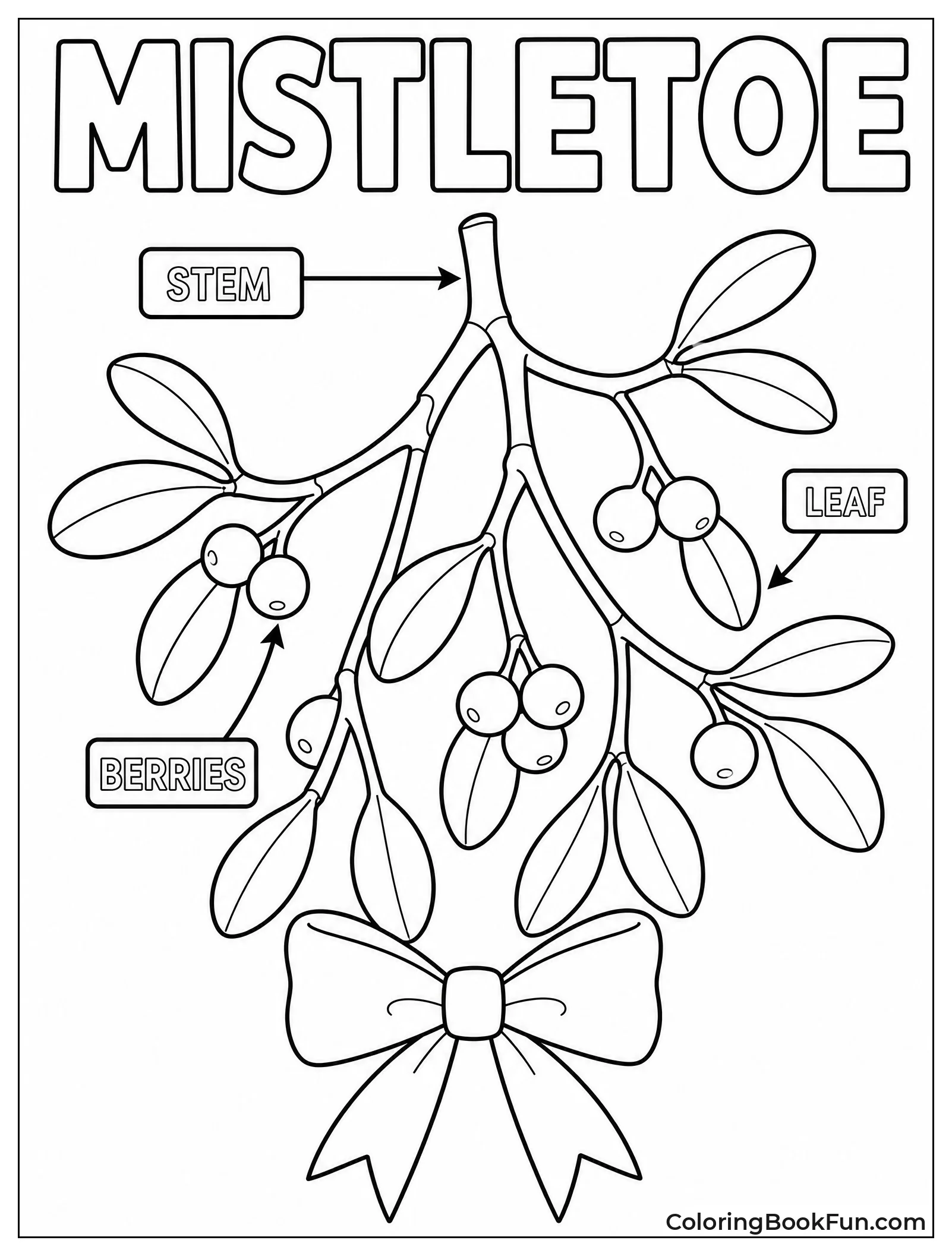 Botanical Drawing of Mistletoe Leaves