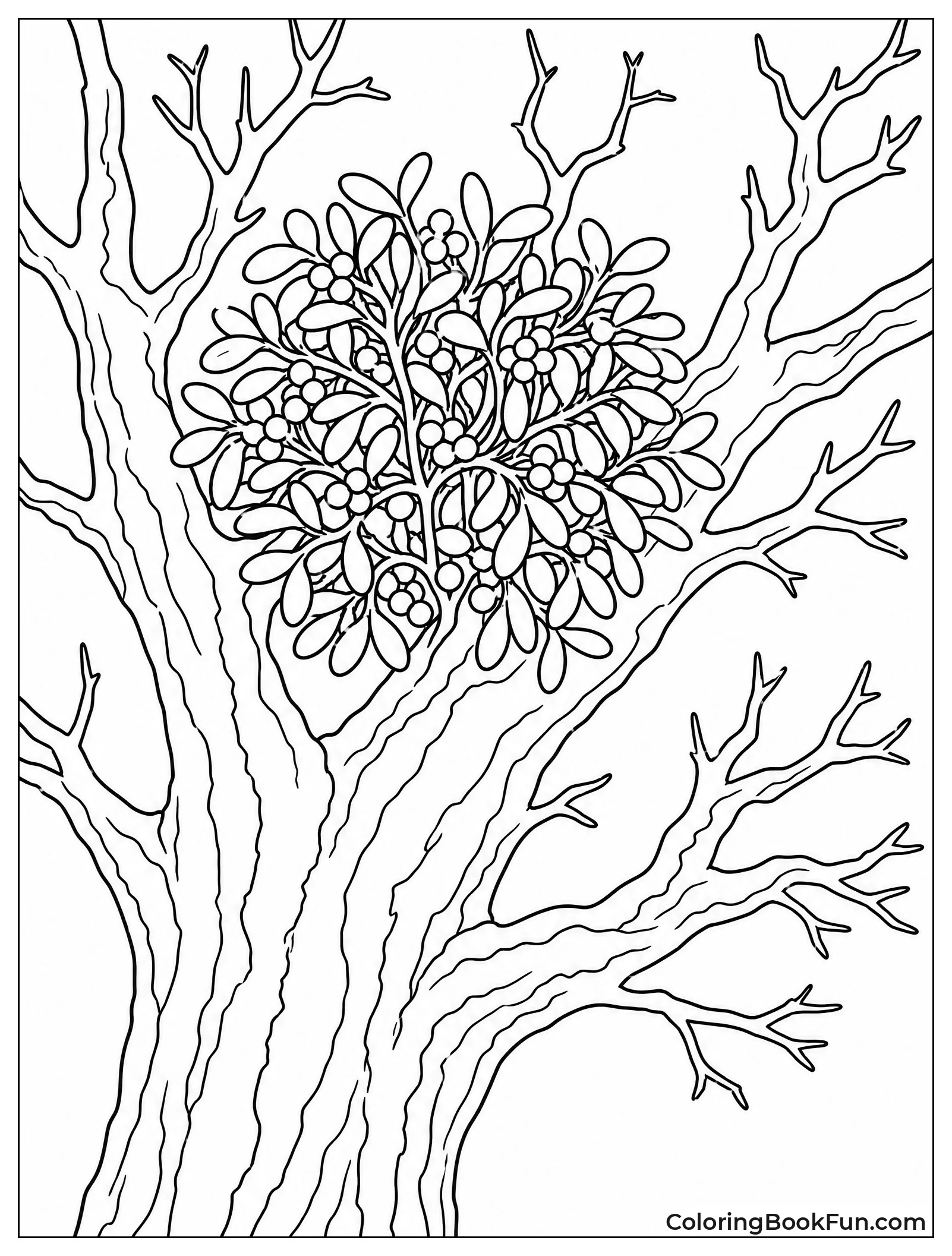 Mistletoe Growing in Winter Oak Tree