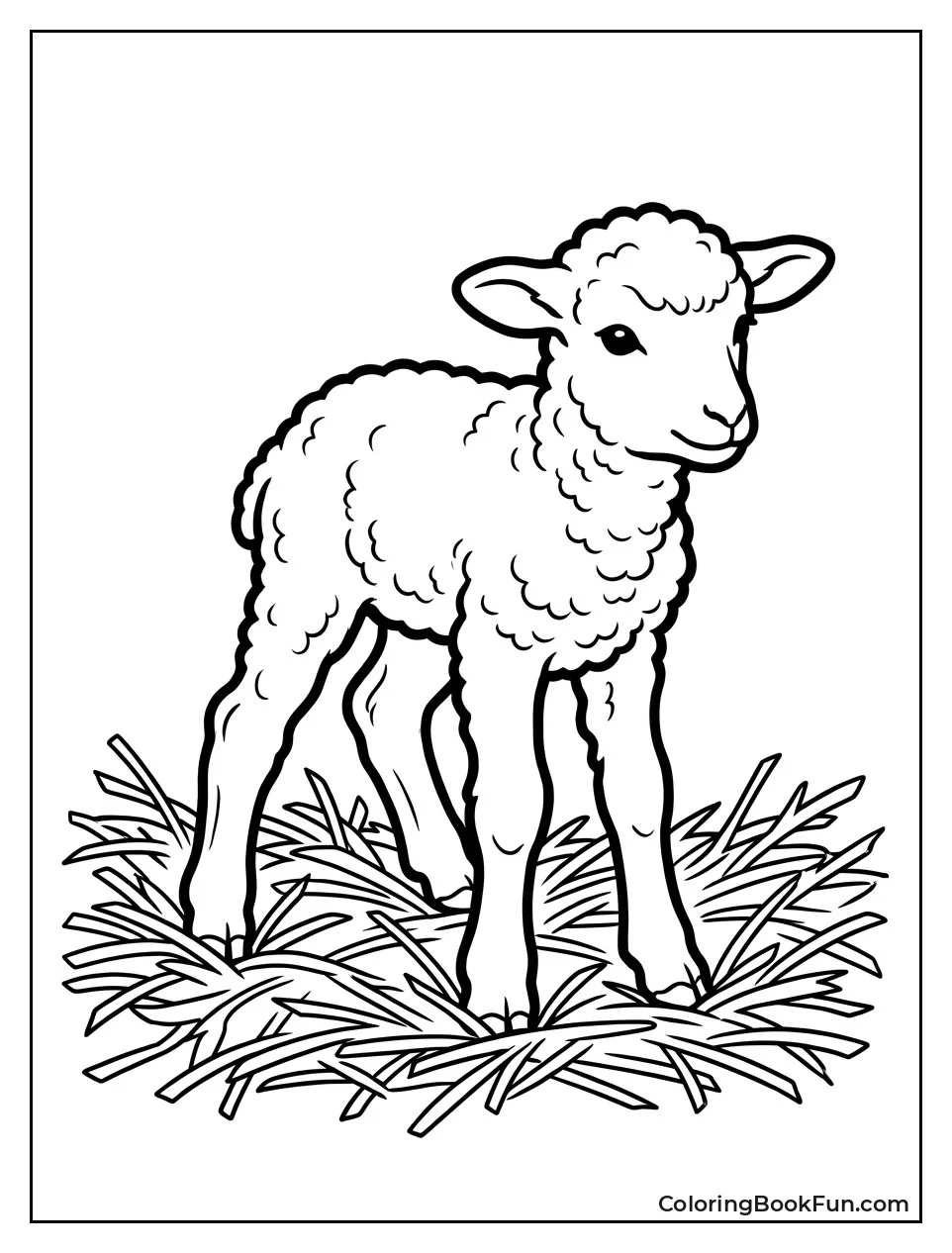 Newborn Lamb Stands on Shaky Legs