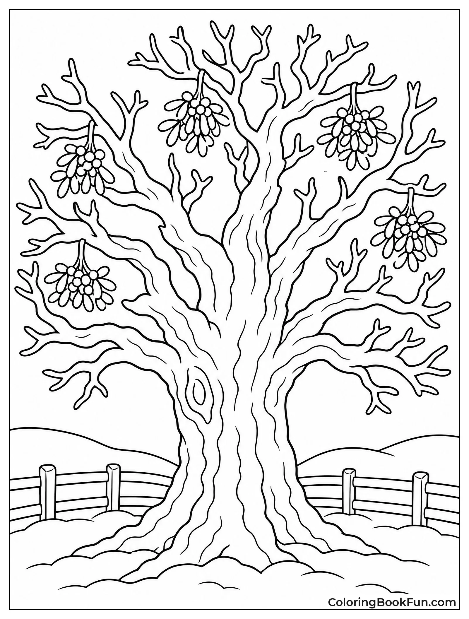 Old Oak Tree with Mistletoe Clusters