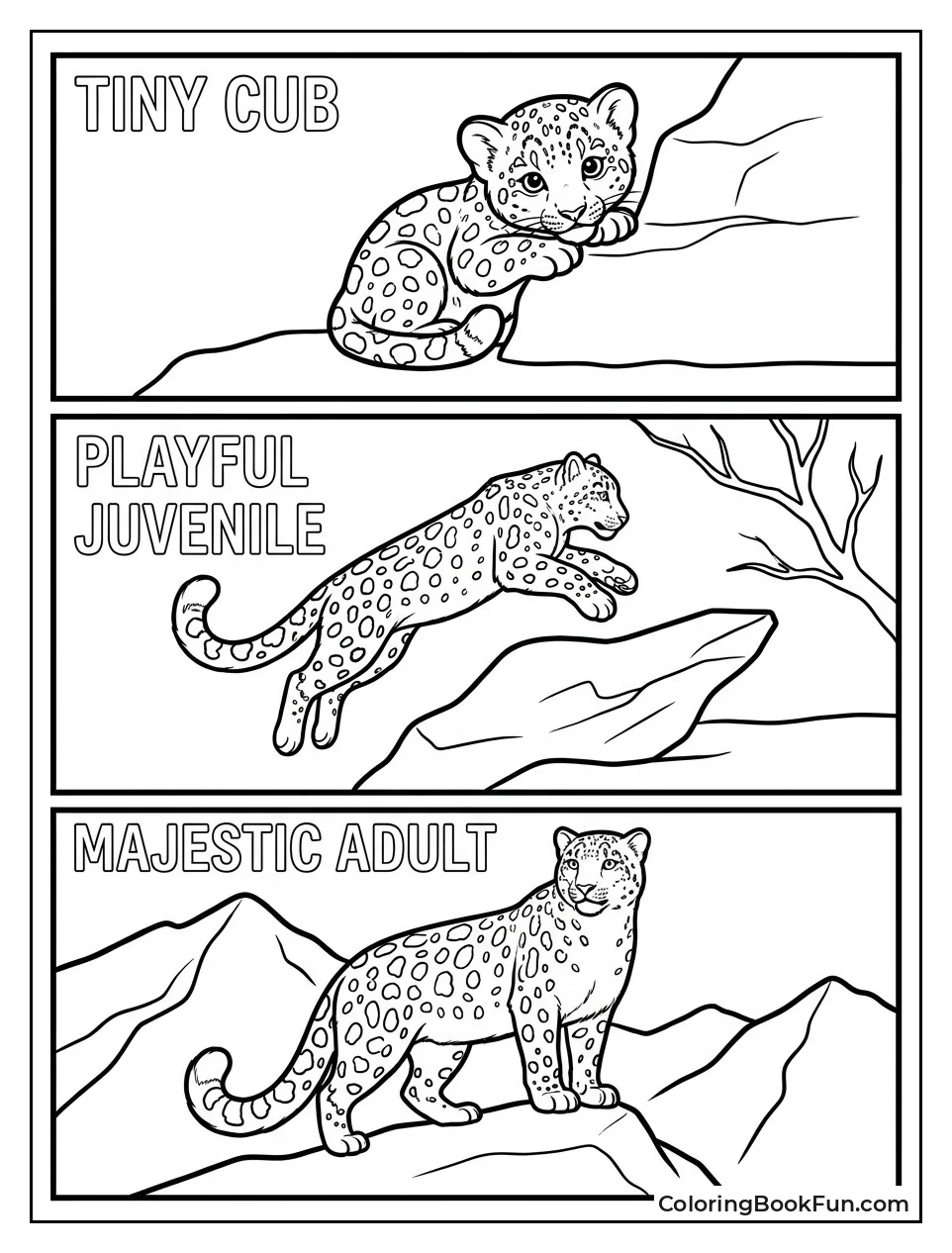 Snow Leopard Grows from Cub to Adult