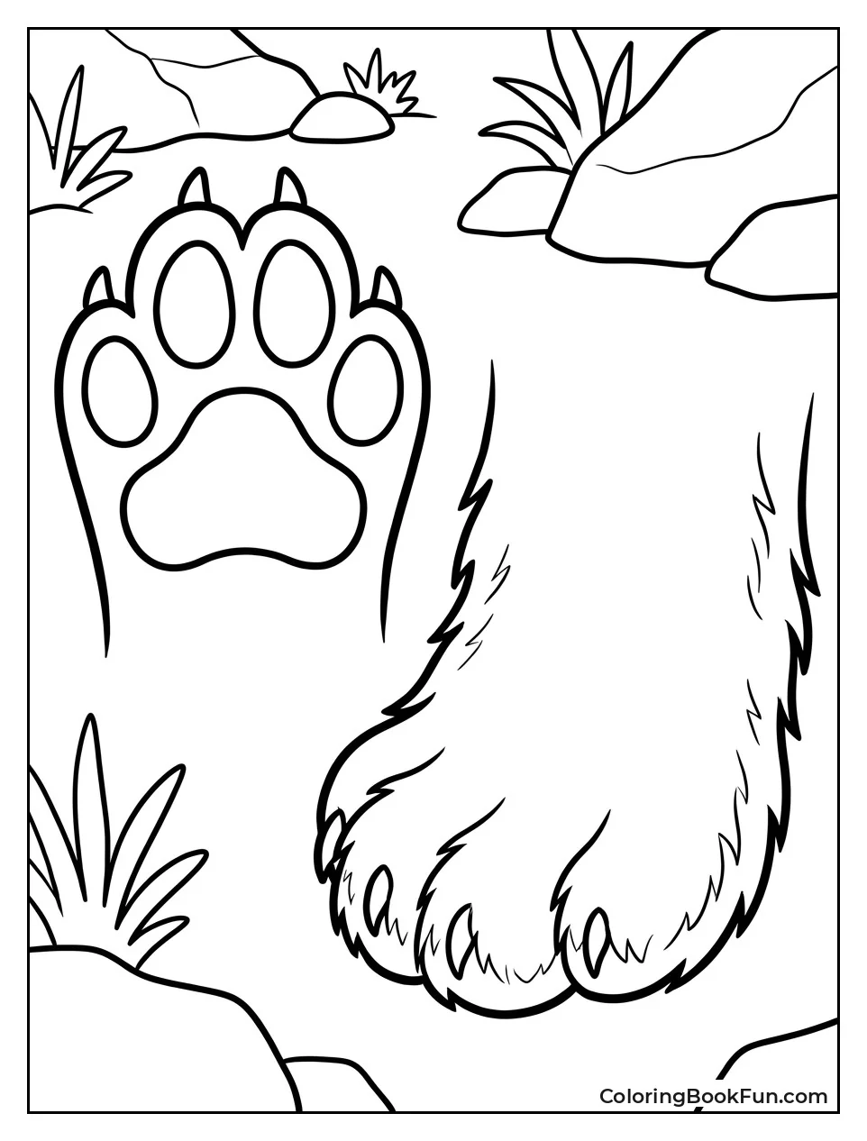Snow Leopard Paw Print Next to Foot