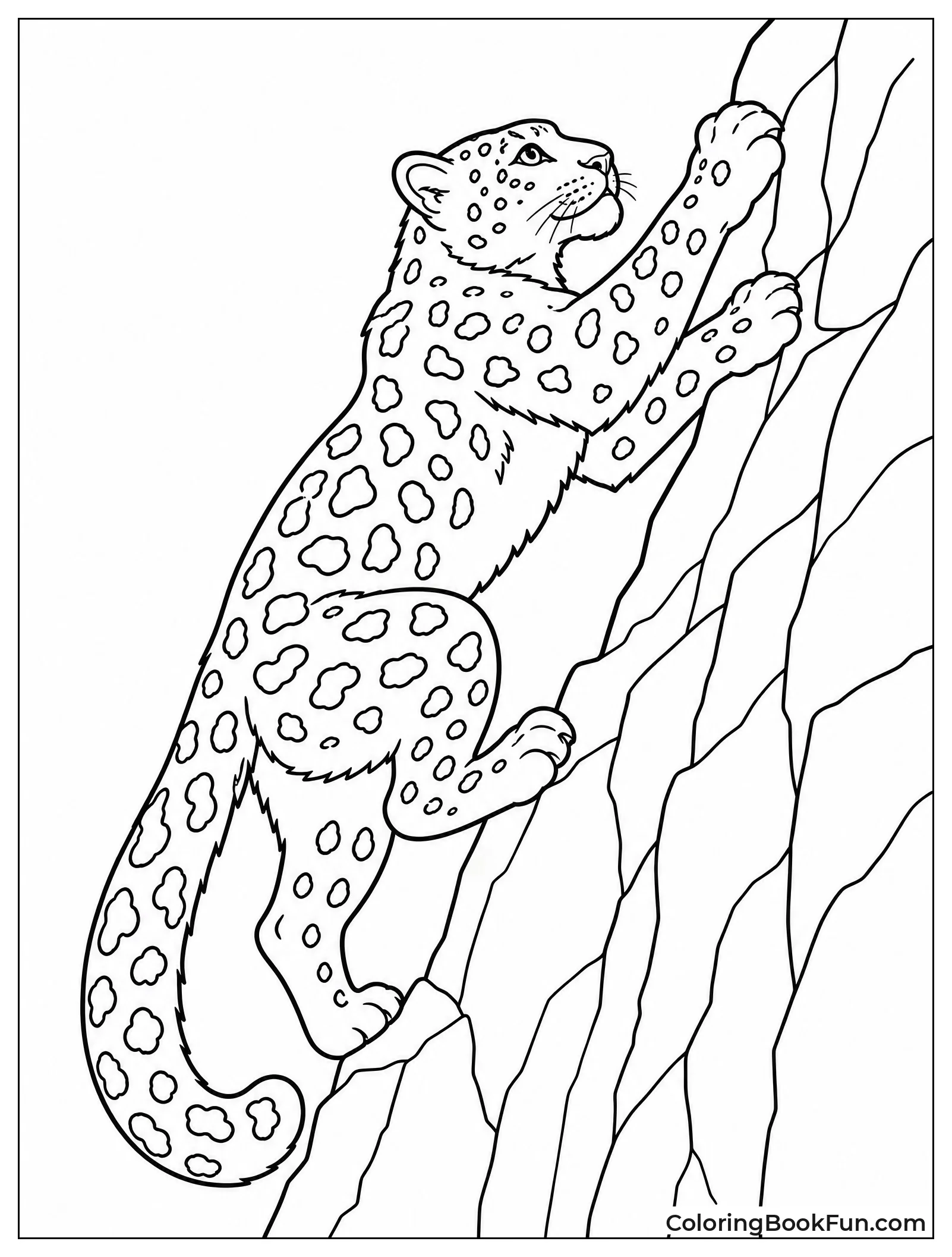 Snow Leopard Climbs Steep Rock Face