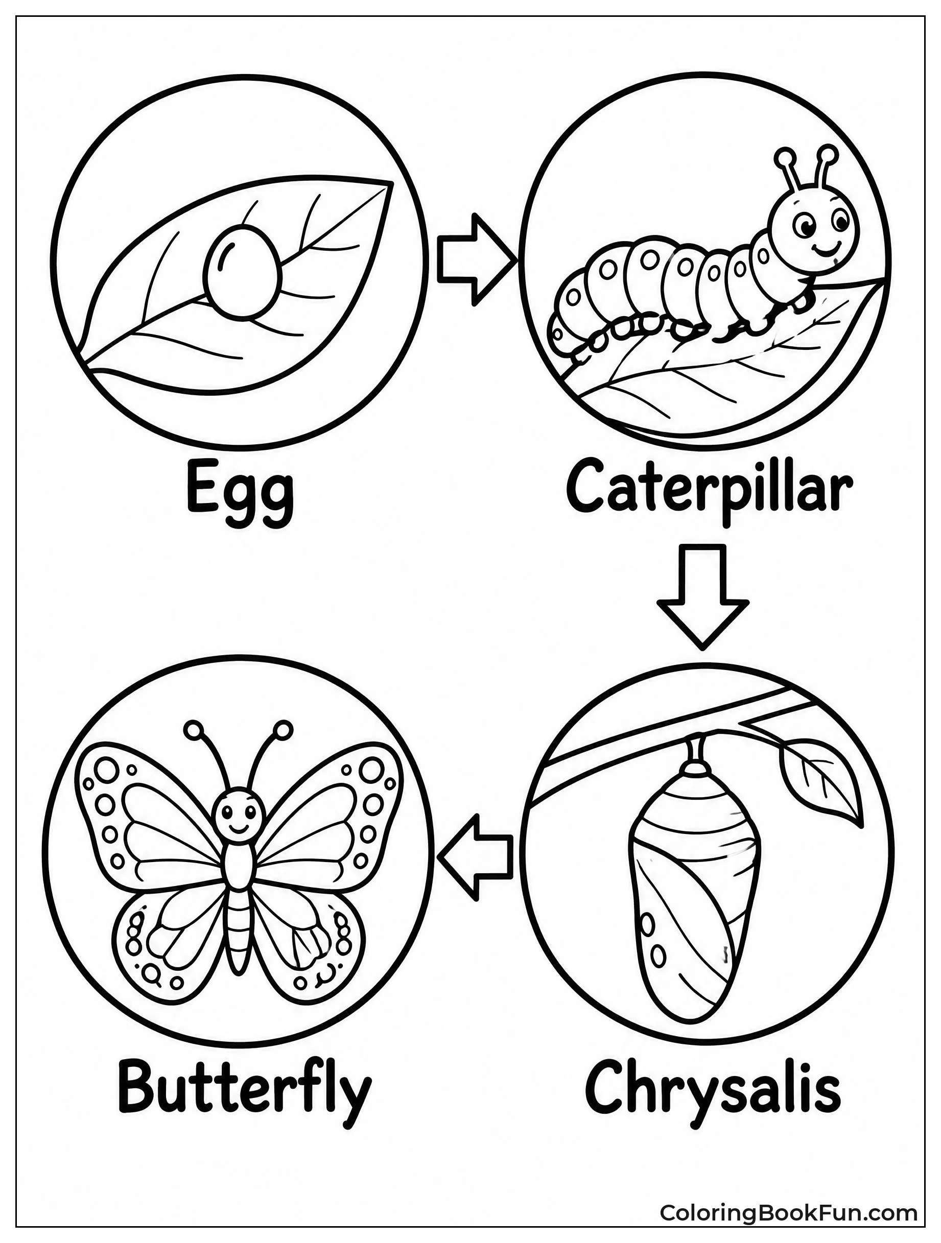 Four Panels of Butterfly Life