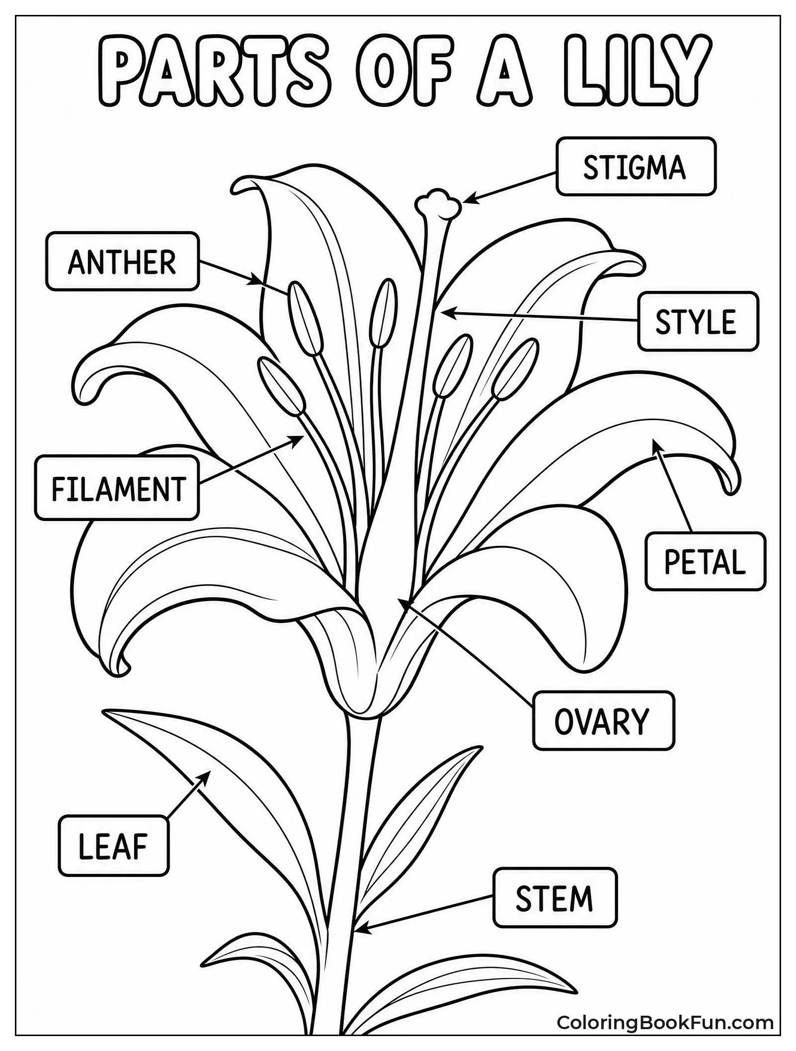 Lily with Labeled Parts
