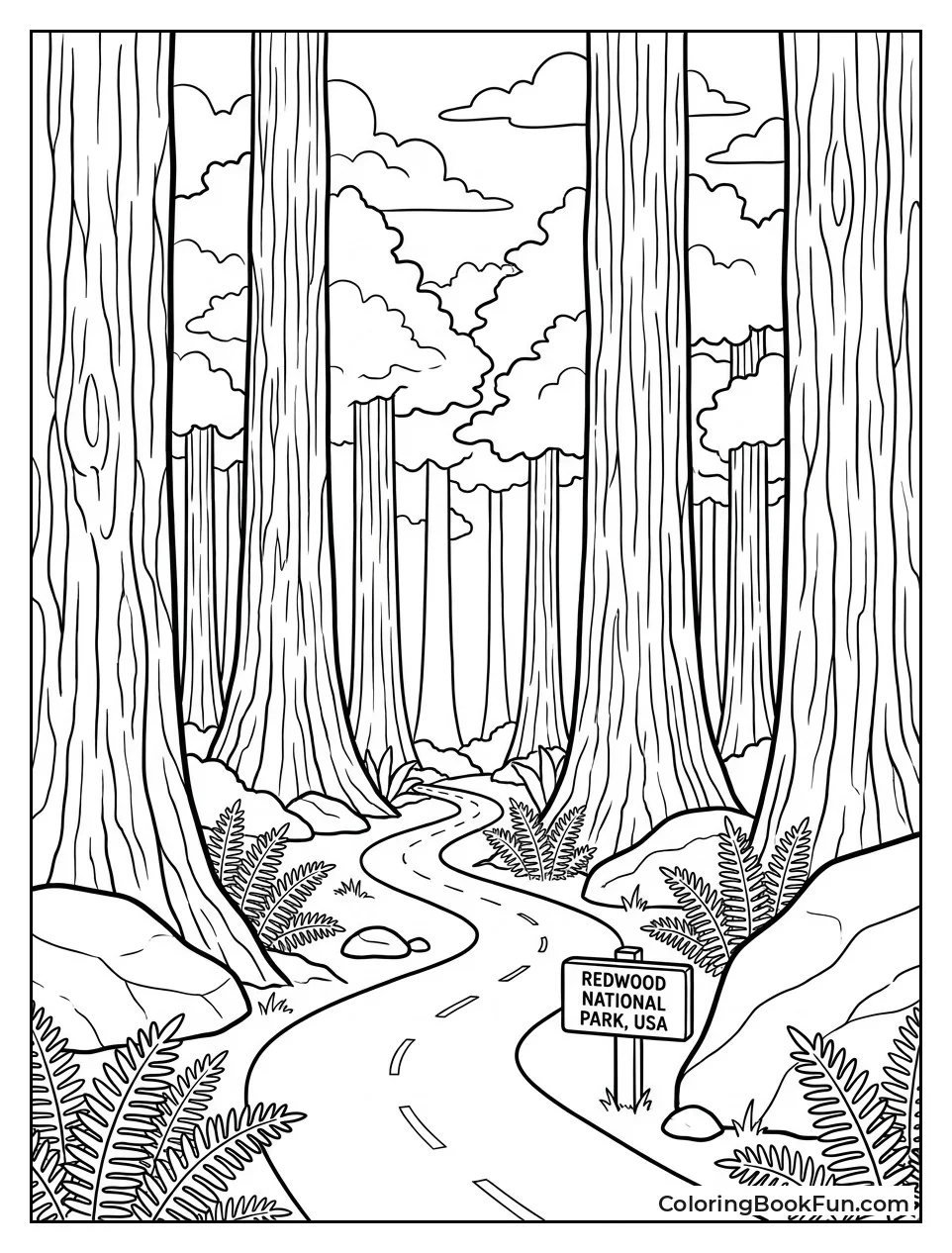 Redwood Trees along Forest Trail