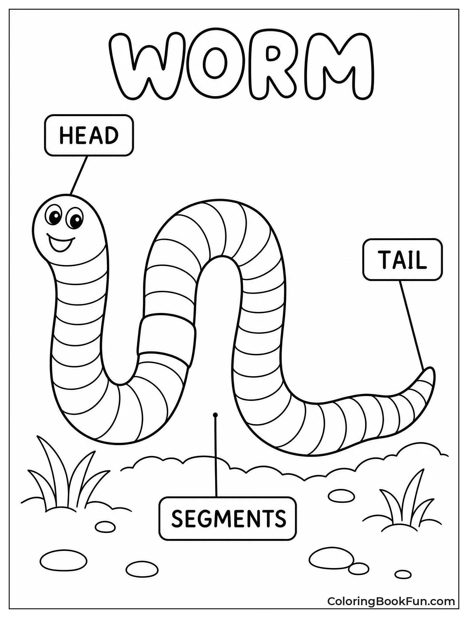 Worm Anatomy Shows Body Parts