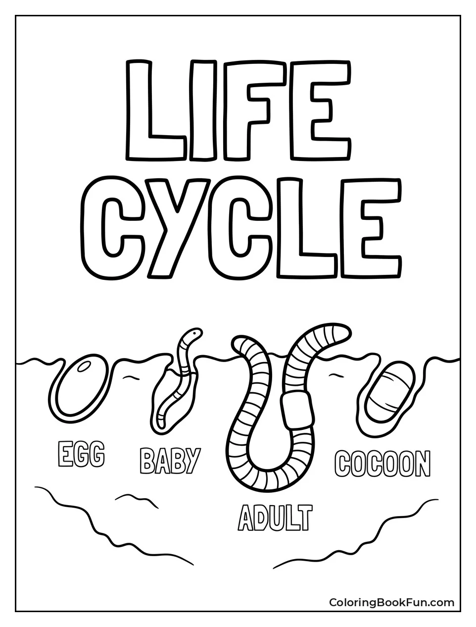 Worm Life Cycle In Stages