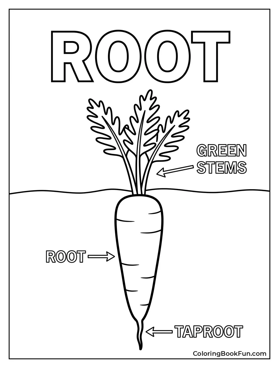 Diagram of Carrot Plant Parts