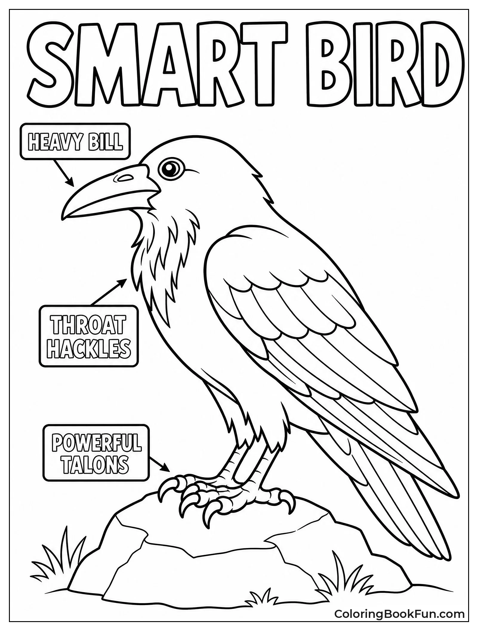 Labeled Raven Shows Beak and Talons