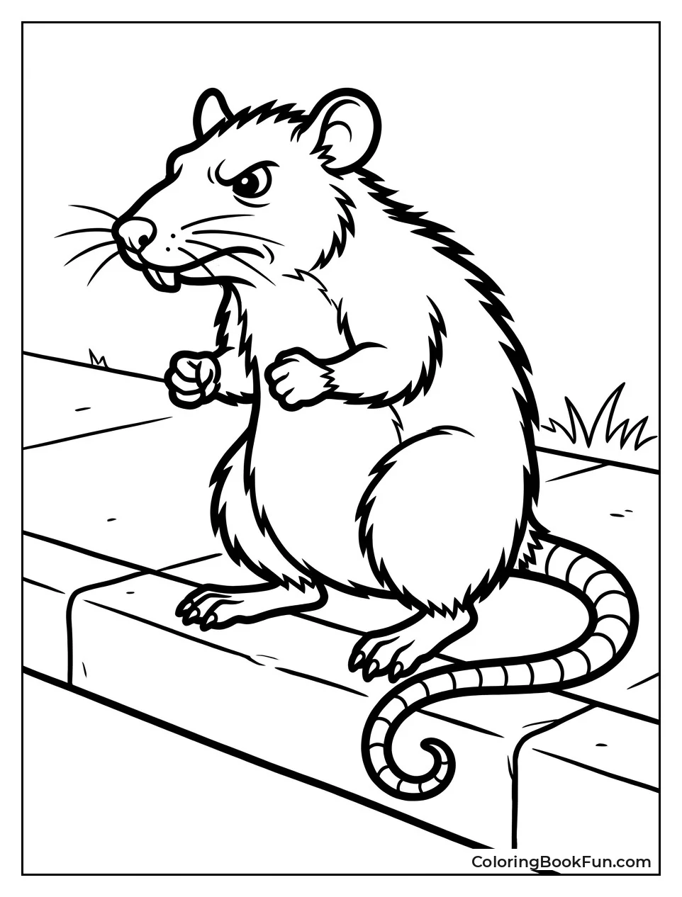 Angry Rat on a Curb