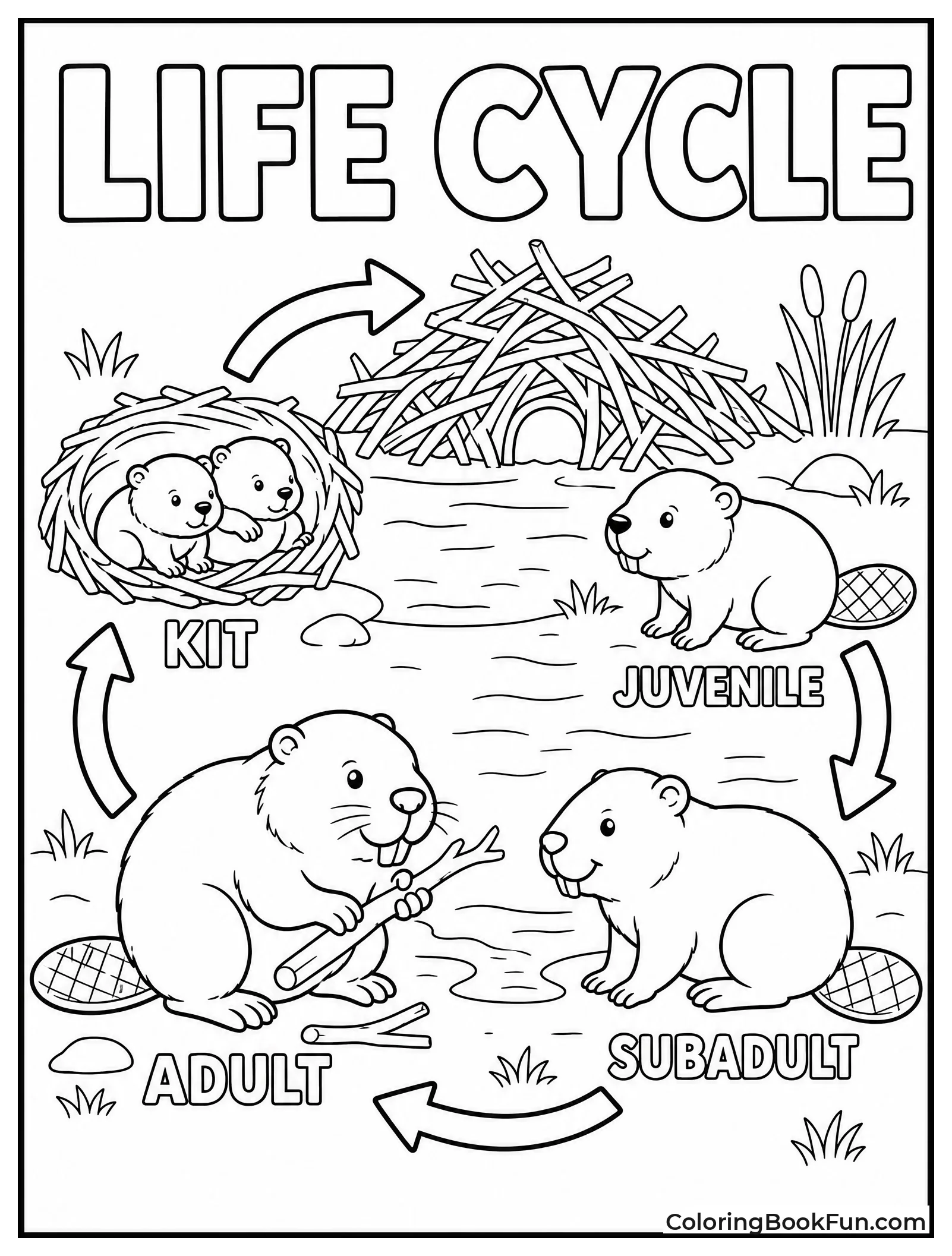 Beaver Grows From Kit to Adult