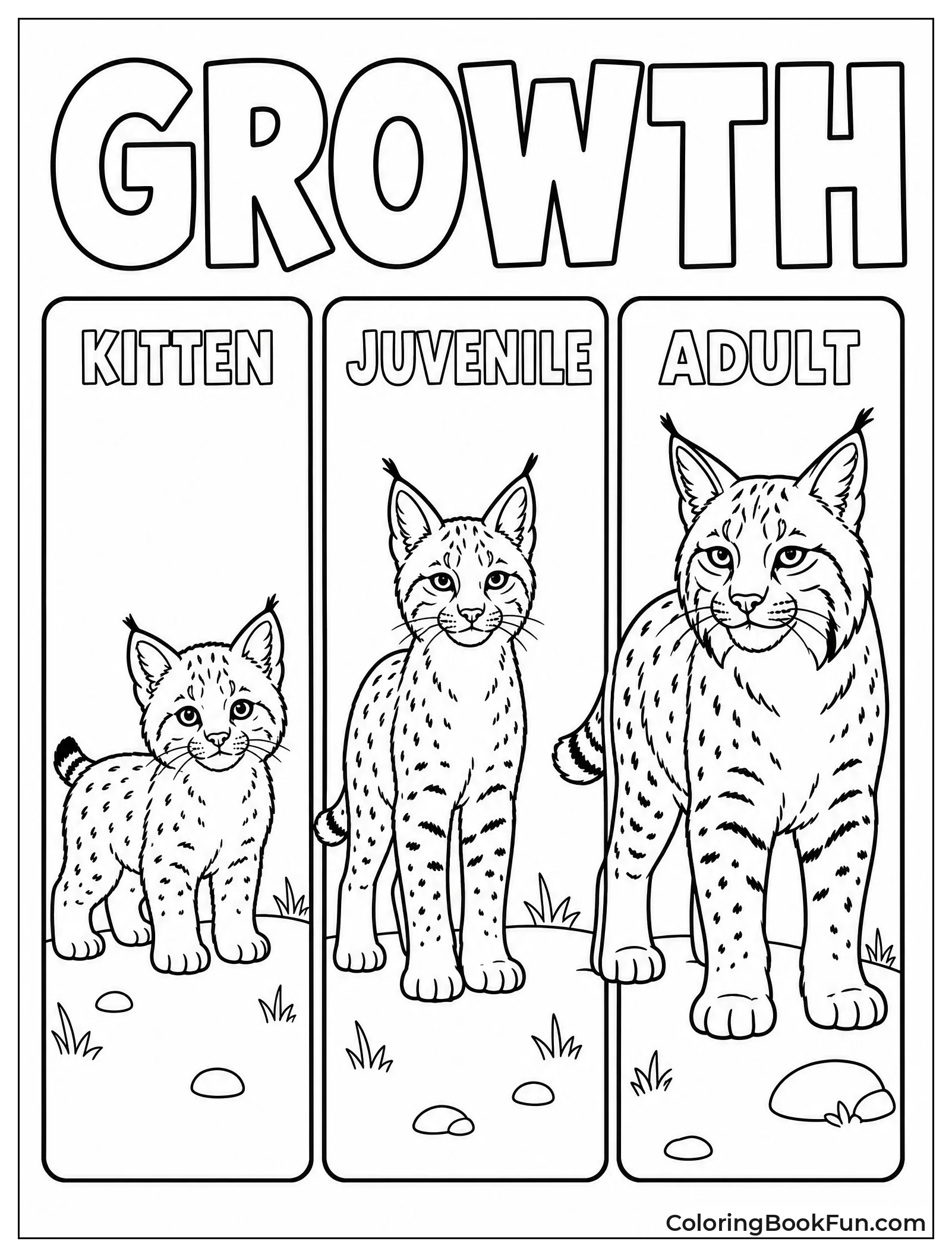 Bobcat Growth from Kitten to Adult
