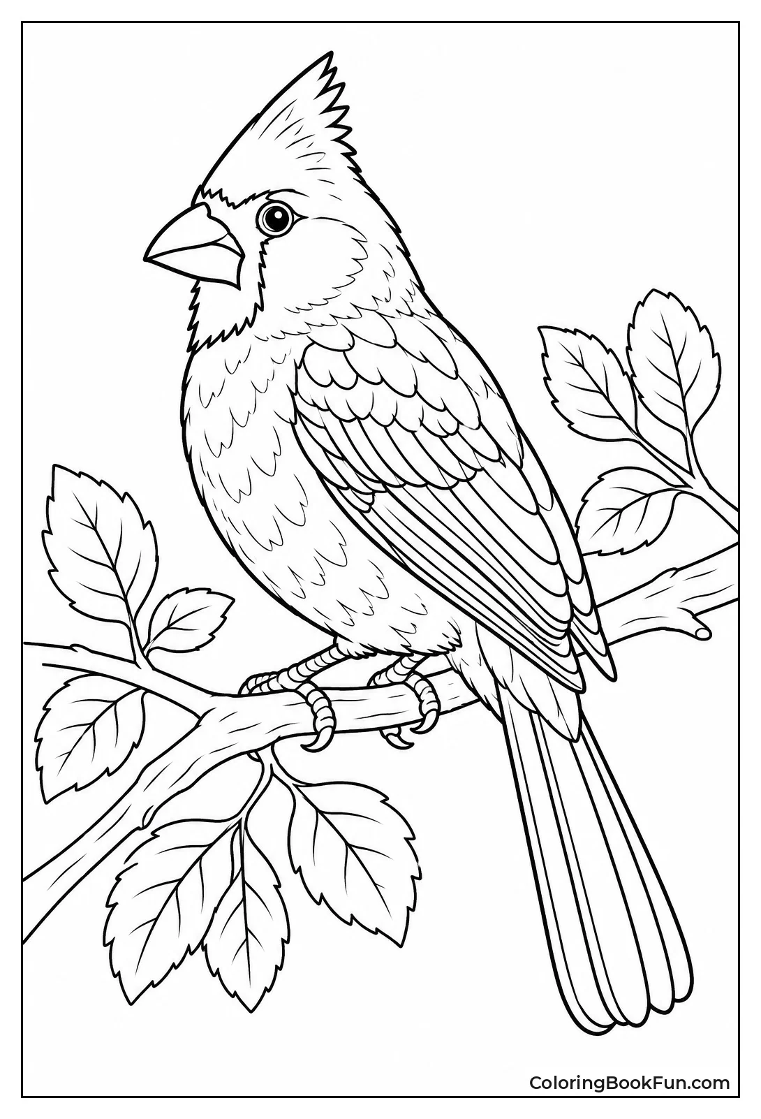 Detailed Cardinal Showing Feather Patterns