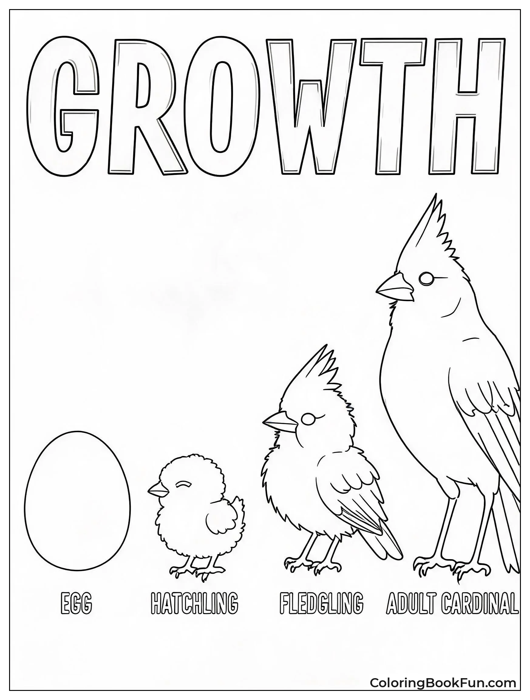 Cardinal Life Cycle from Egg to Adult