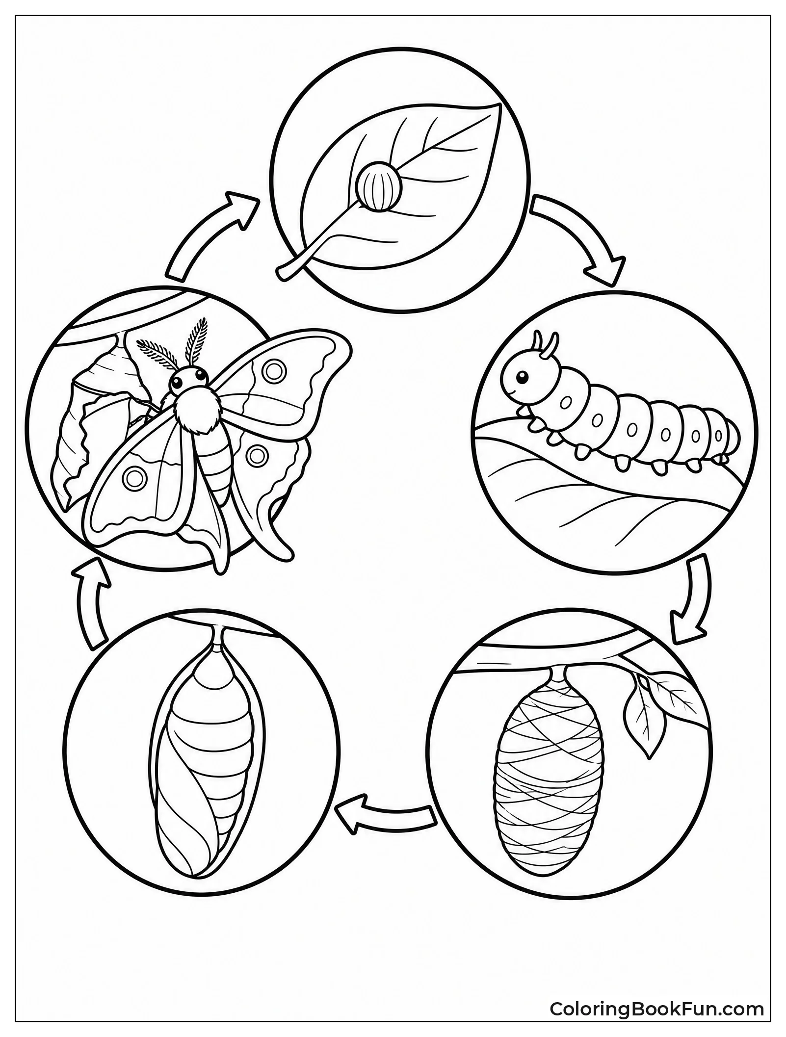 Moth Life Cycle in Circle