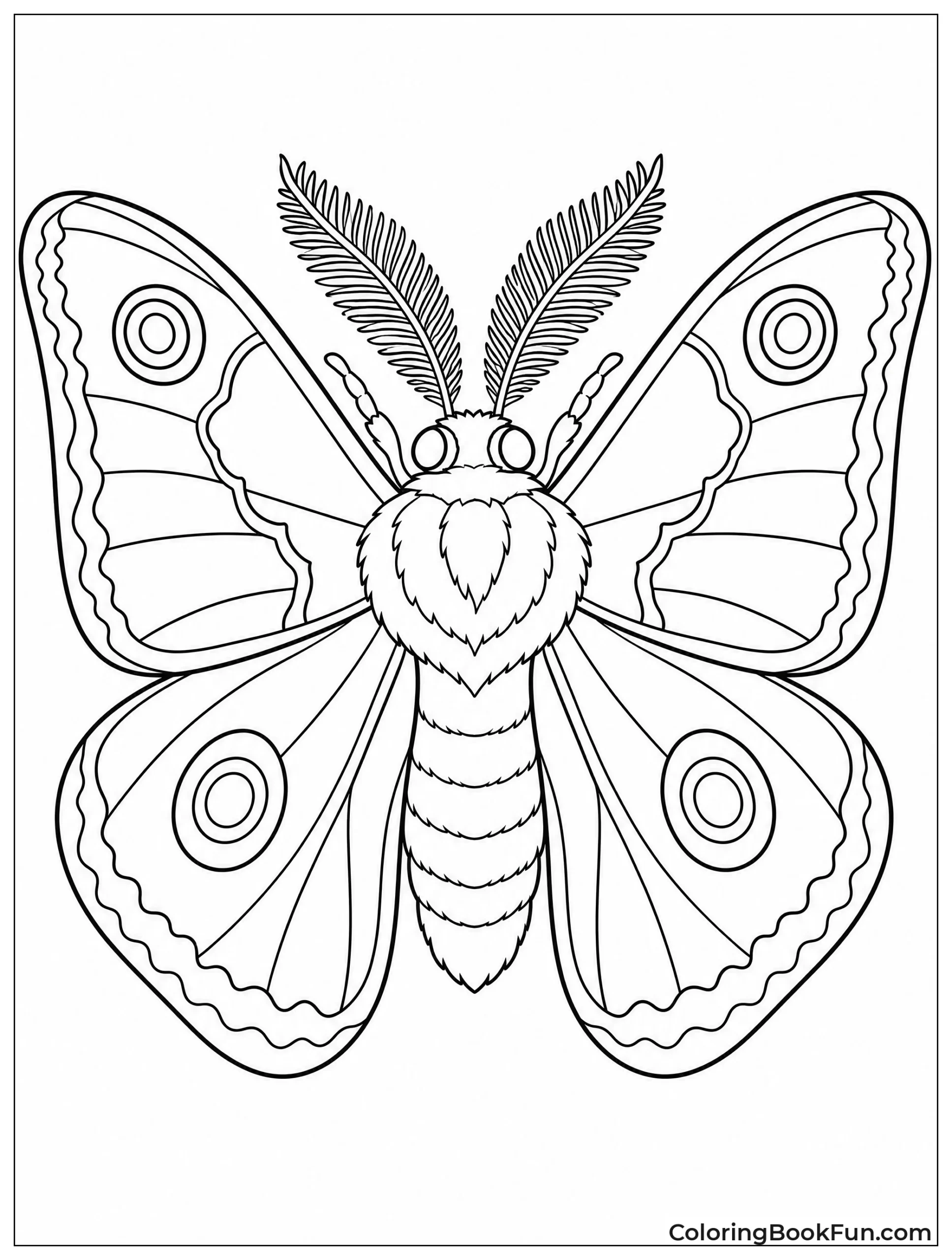 Cecropia Moth Showing Eyespots