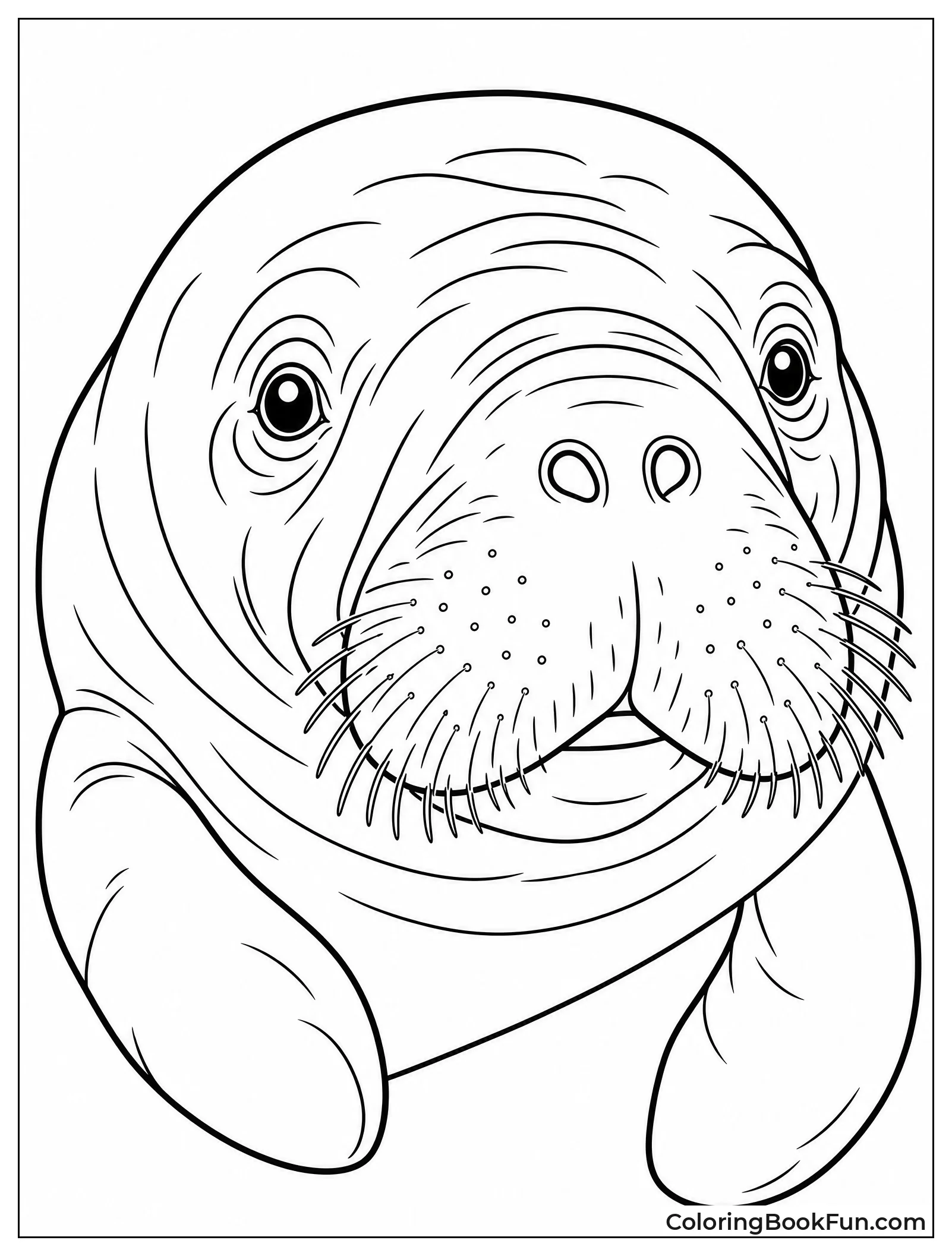 Close Up Manatee Face