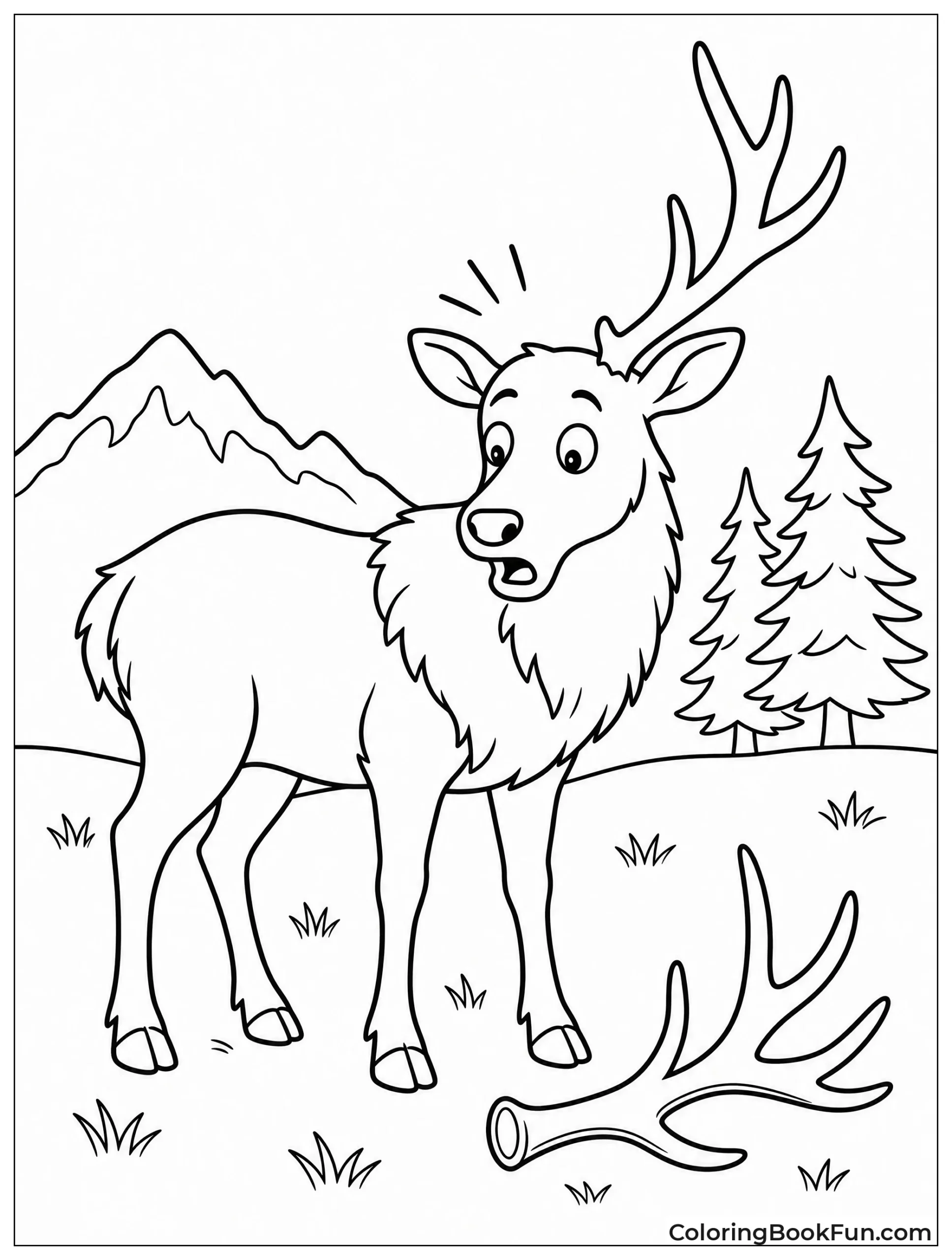 Bull Elk After Shedding Antler