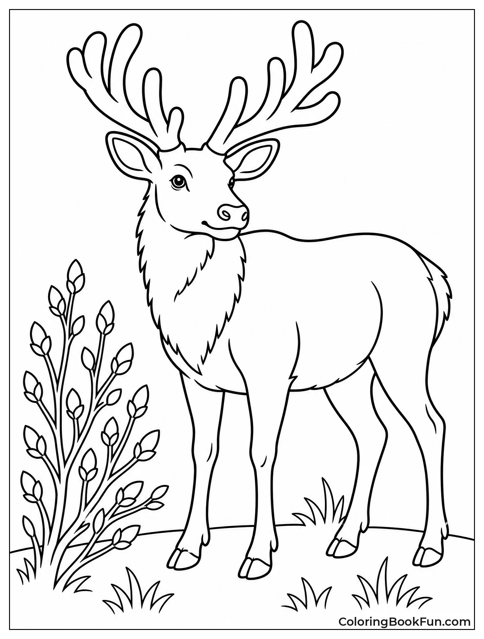 Bull Elk with Velvet Antlers