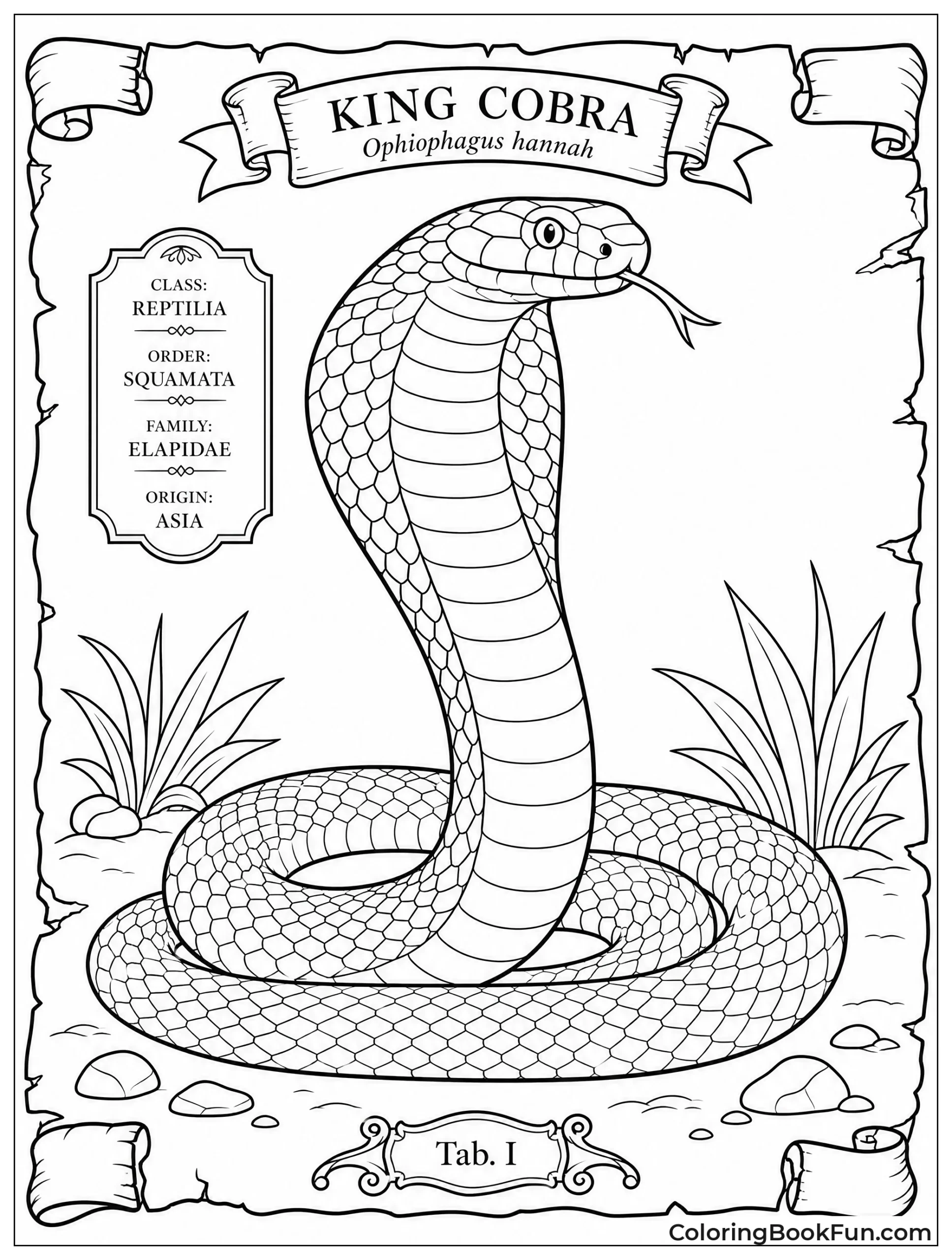 Vintage Drawing of King Cobra