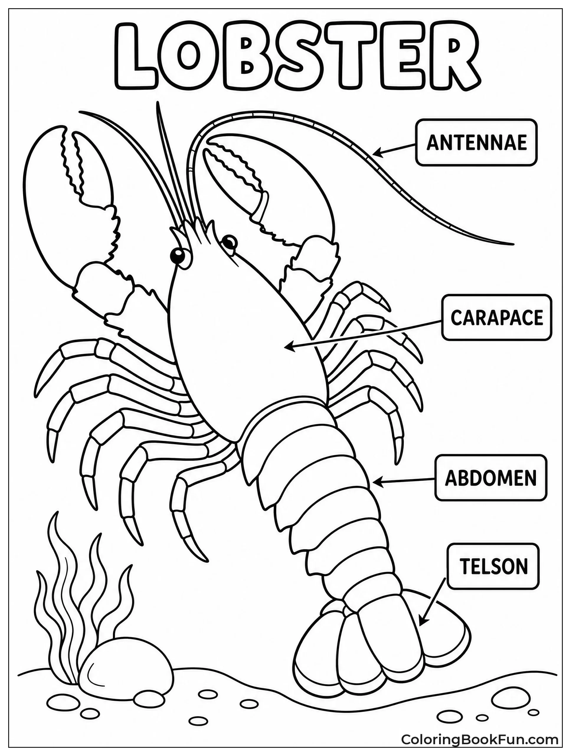 Lobster Anatomy Diagram with Labels