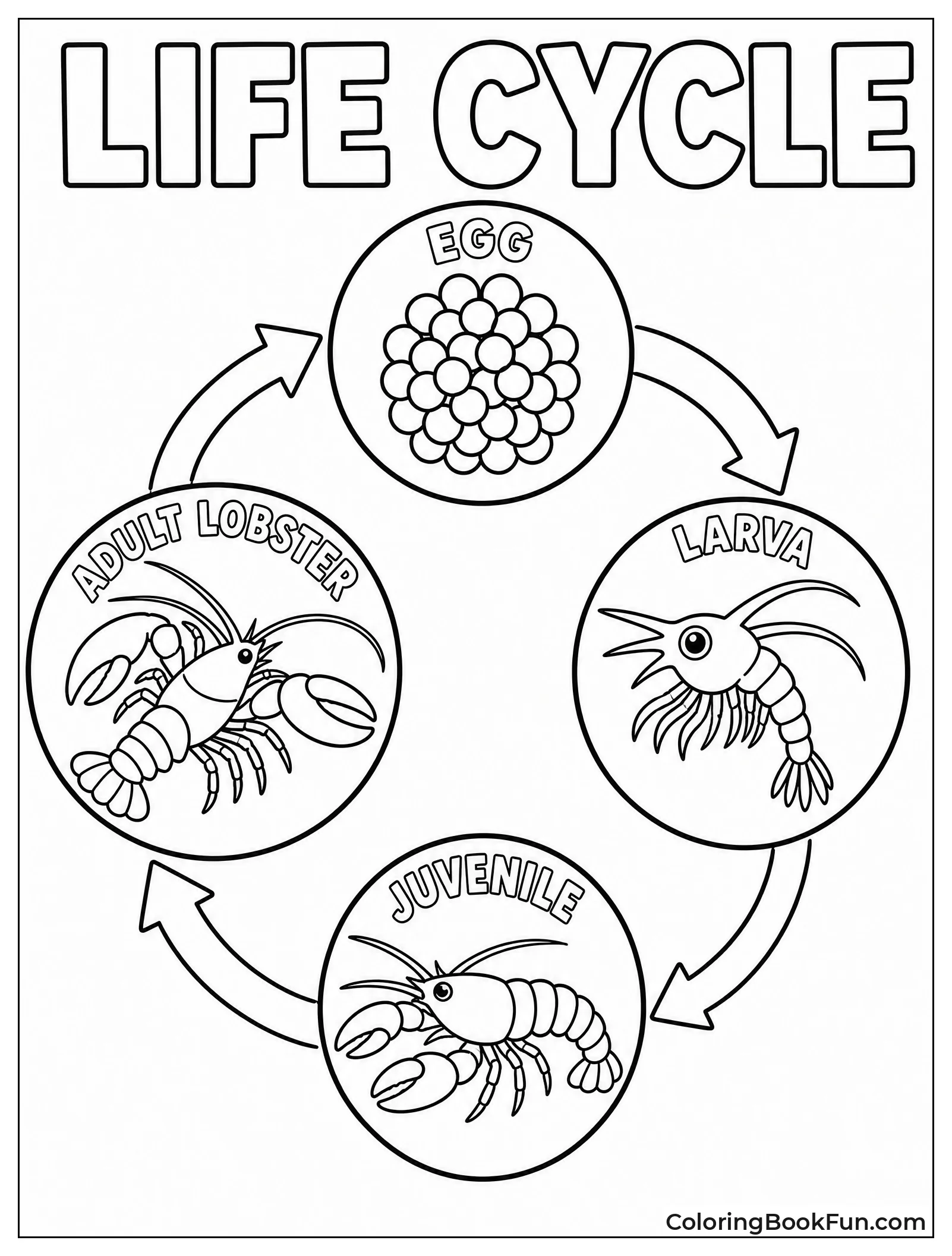 Lobster Life Cycle in Circle