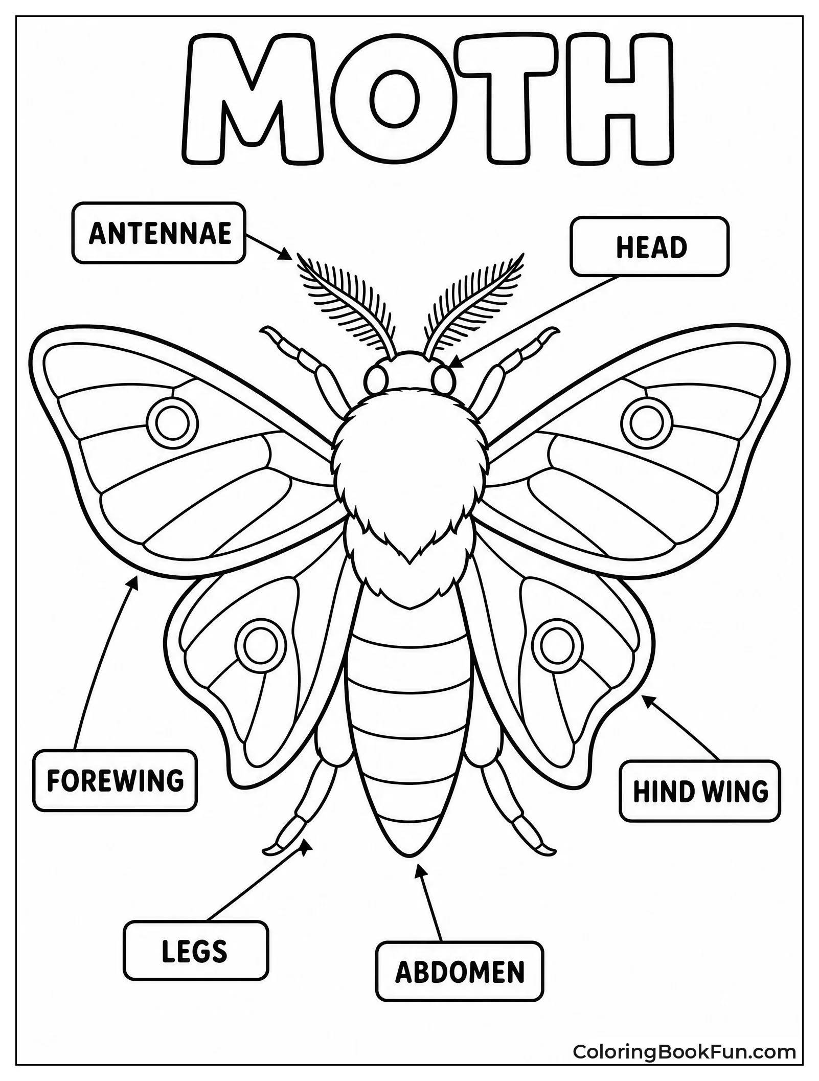 Labeled Moth Body Parts Diagram