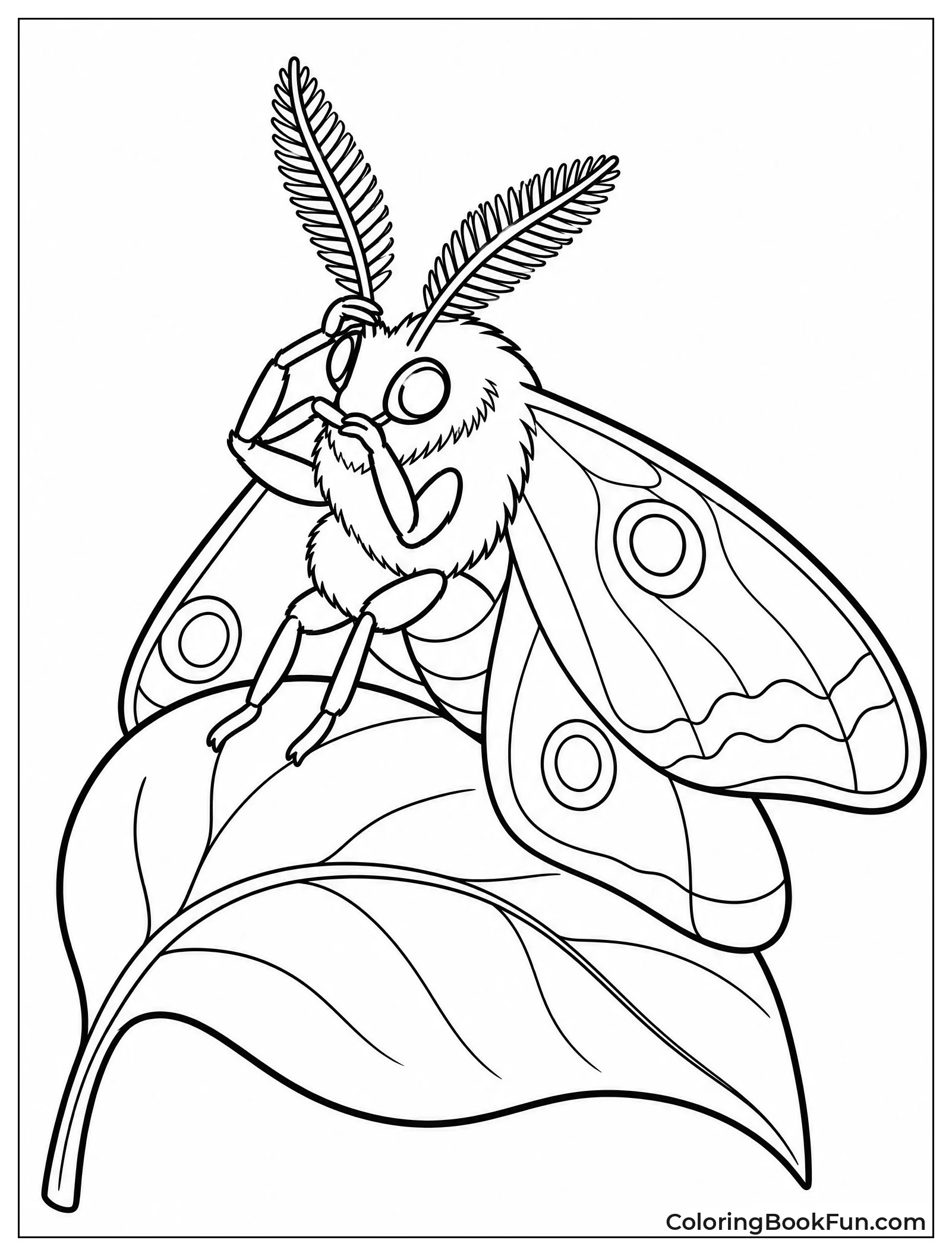 Moth Cleaning Its Long Antennae