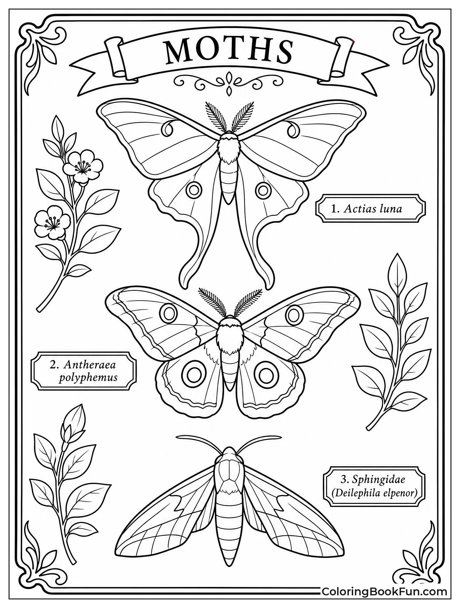 Vintage Moth Scientific Illustration