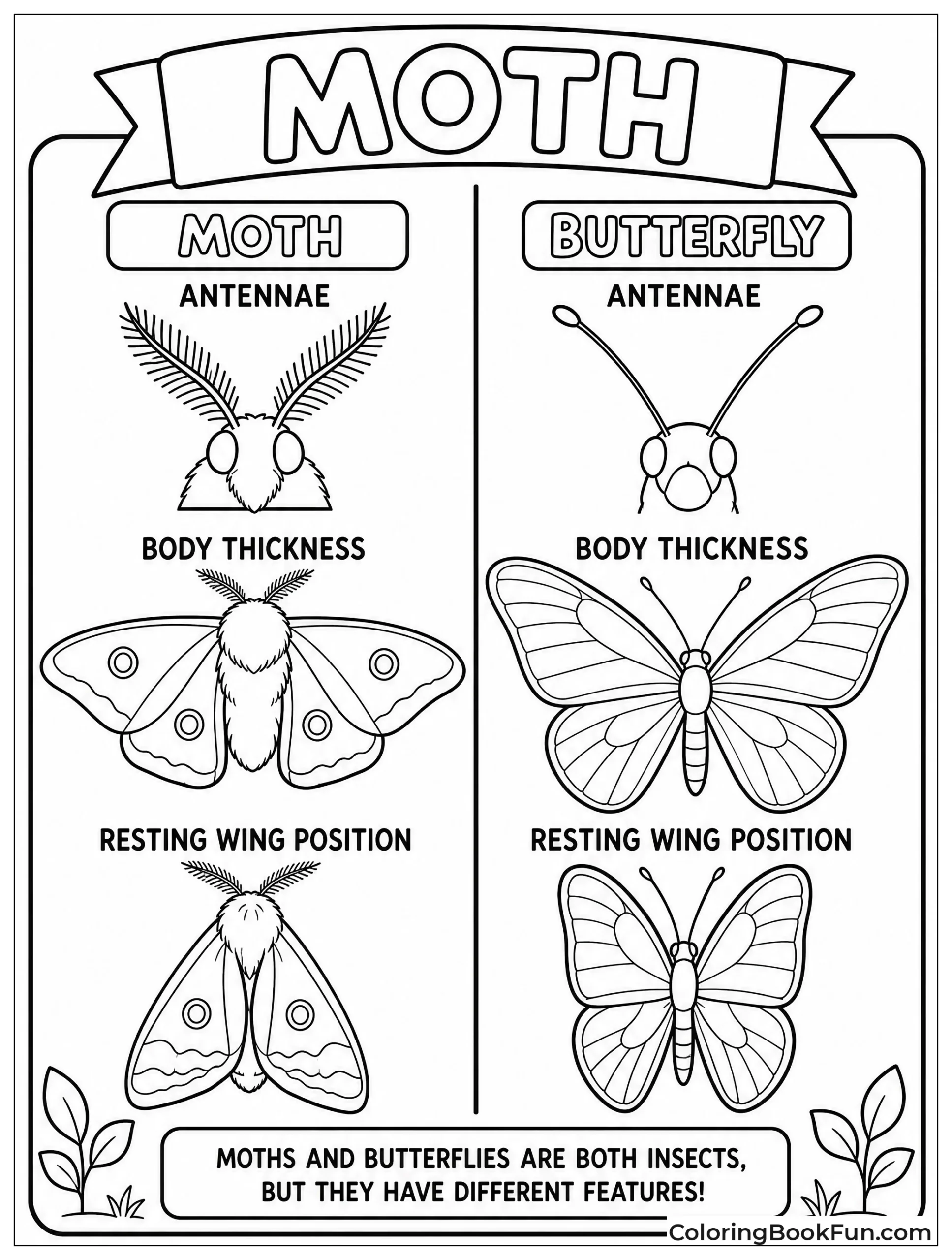 Moth and Butterfly Side by Side