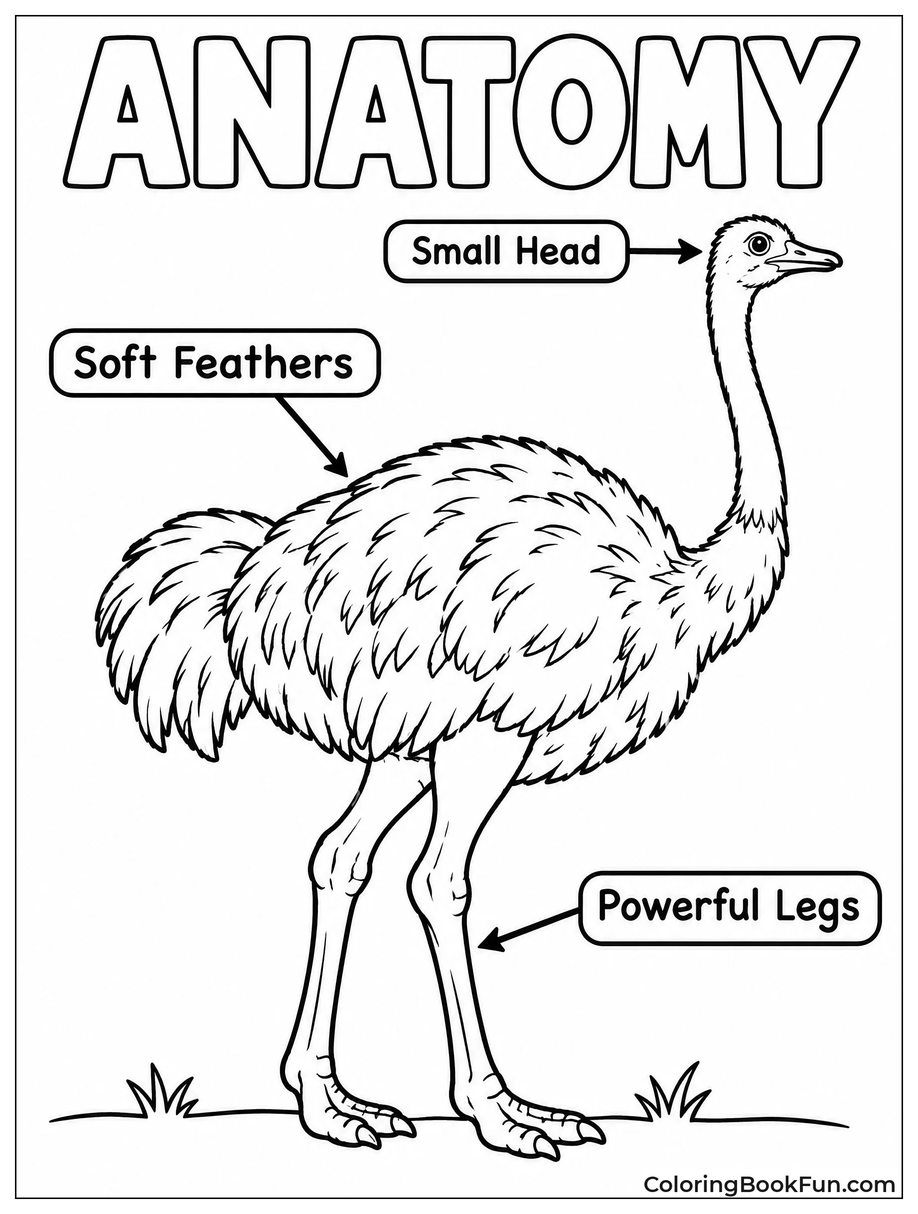 Diagram Shows Ostrich Body Parts