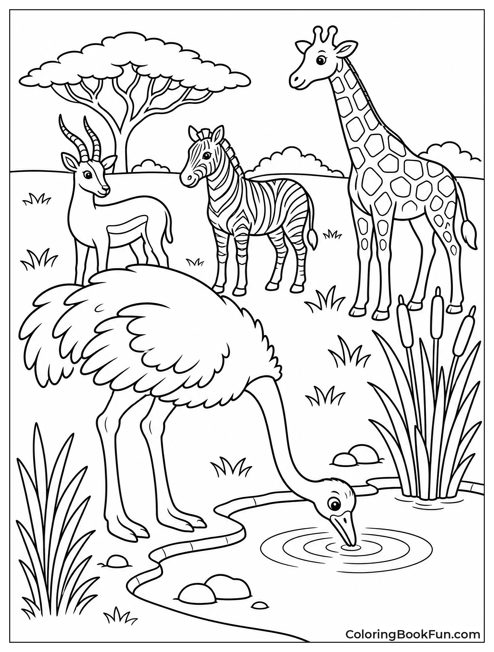 Ostrich Drinks at Waterhole
