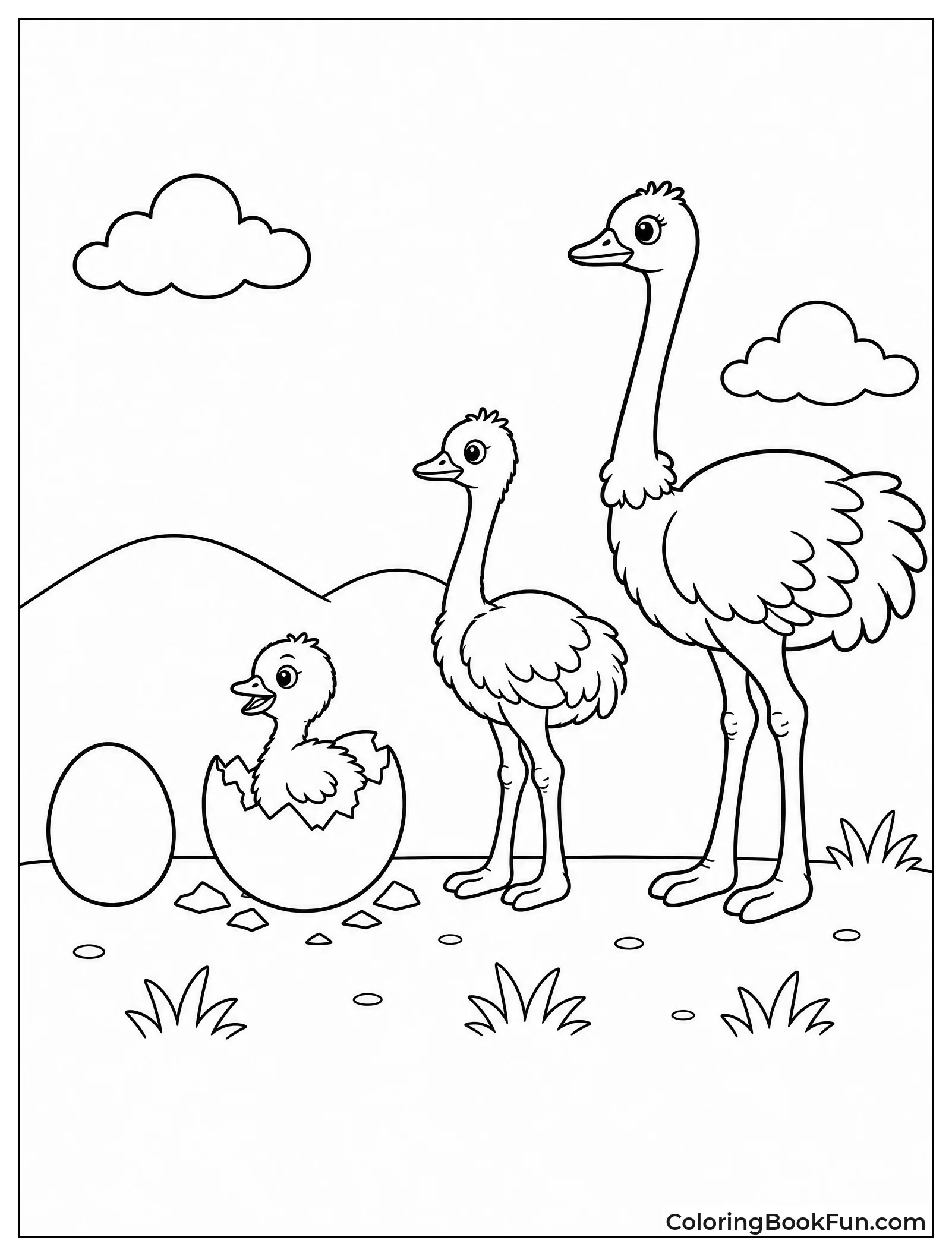 Life Cycle Shows Ostrich Growth